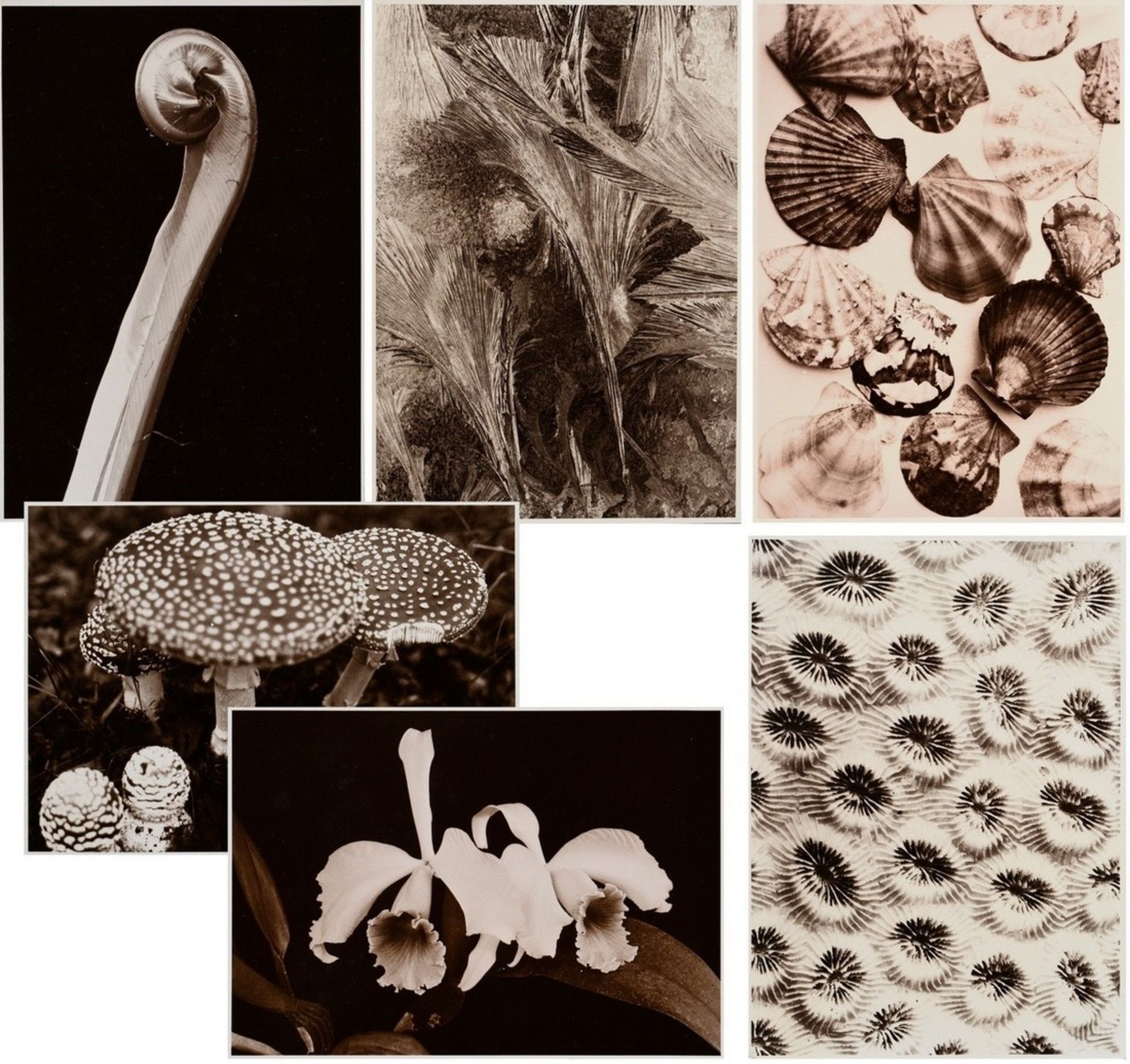 6 Koch, Fred (1904-1947) "Ice Crystals, Mushrooms, Animals", photographs mounted on cardboard, insc