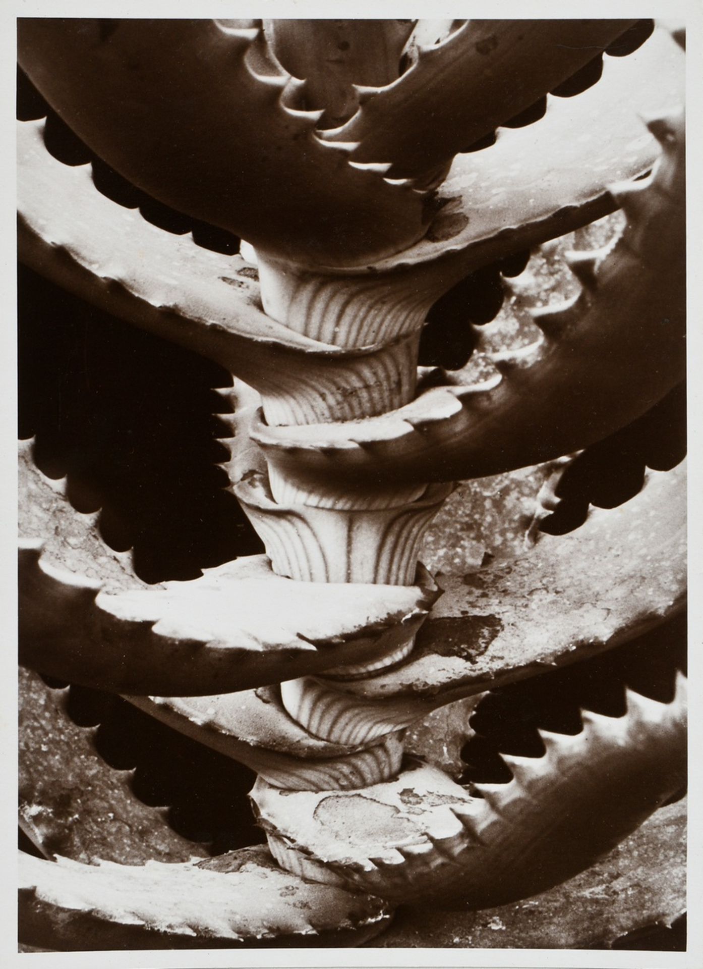 10 Renger-Patzsch, Albert (1897-1966) "Plant Studies", photographs mounted on cardboard, stamped on - Image 13 of 14