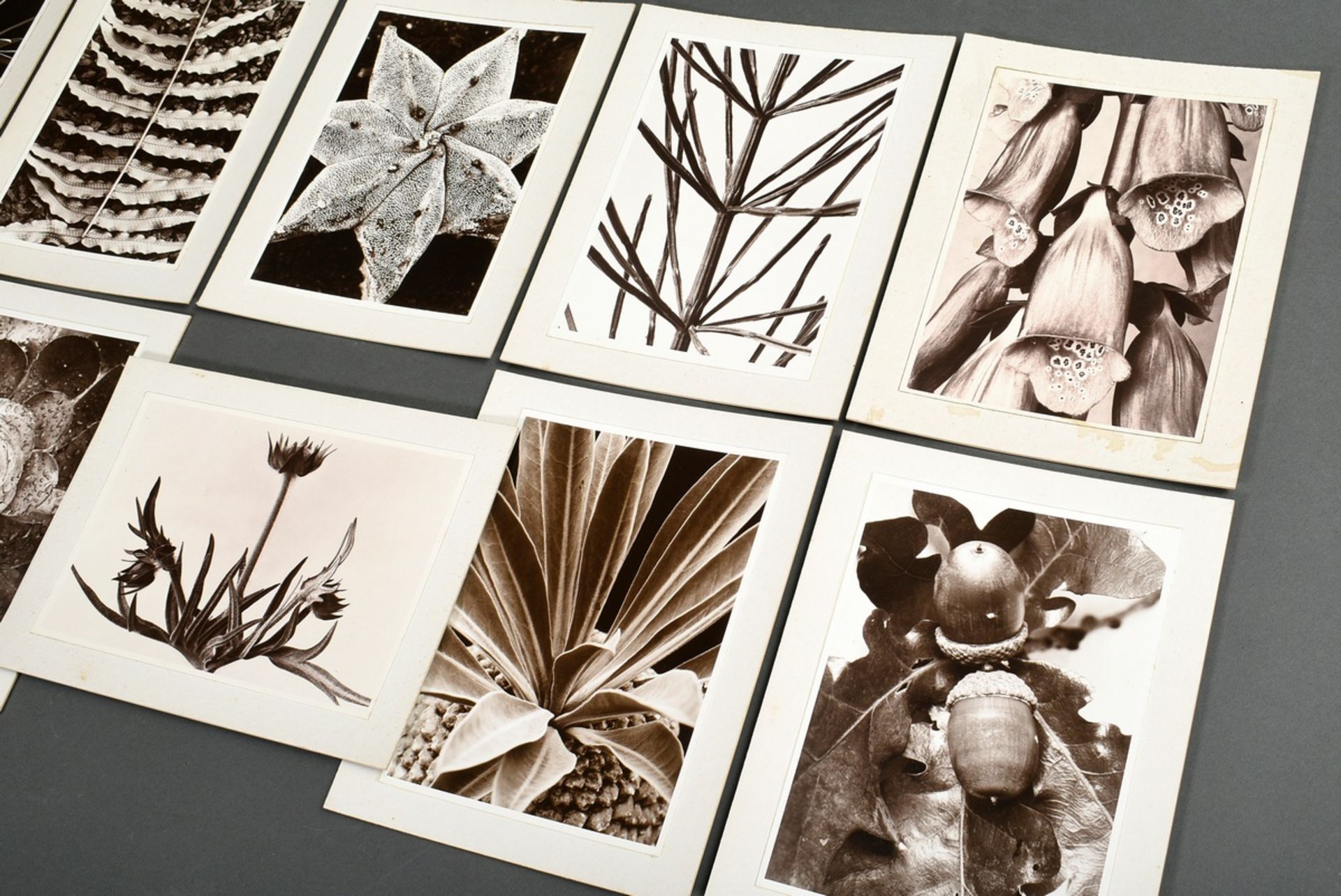 10 Renger-Patzsch, Albert (1897-1966) "Plant Studies", photographs mounted on cardboard, stamped on - Image 2 of 14