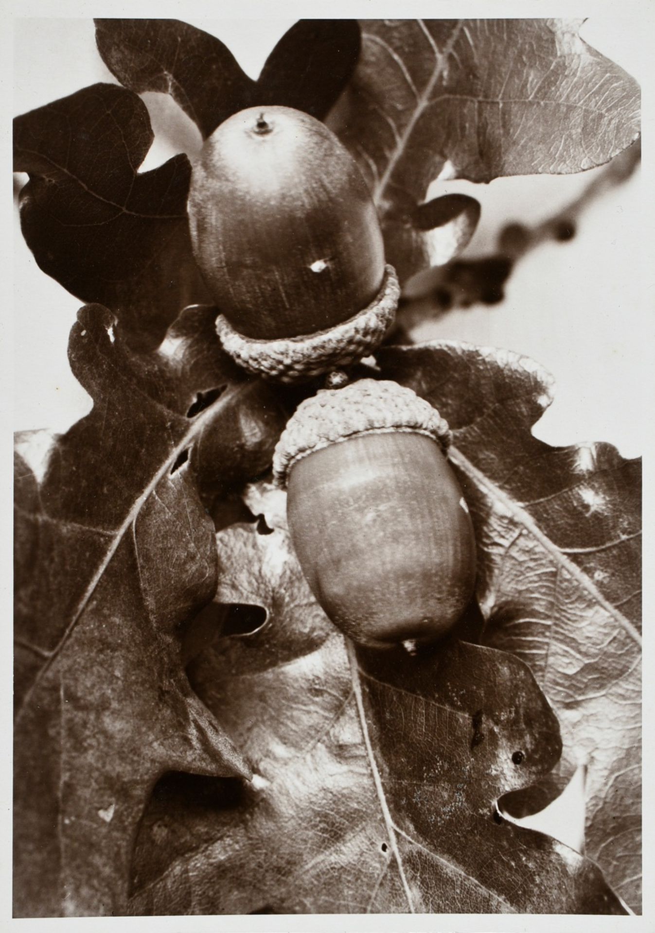 10 Renger-Patzsch, Albert (1897-1966) "Plant Studies", photographs mounted on cardboard, stamped on - Image 6 of 14