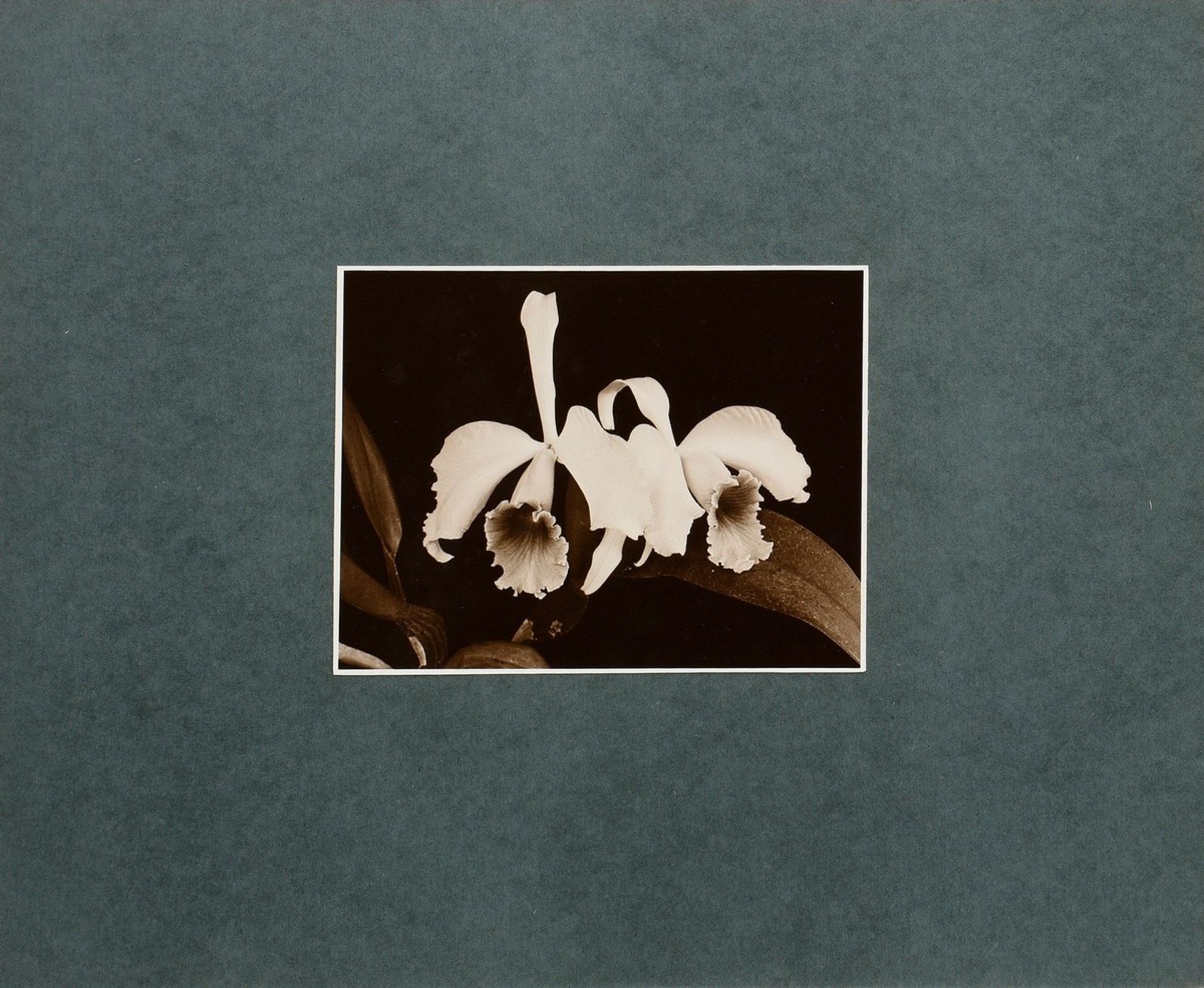 6 Koch, Fred (1904-1947) "Ice Crystals, Mushrooms, Animals", photographs mounted on cardboard, insc - Image 8 of 20
