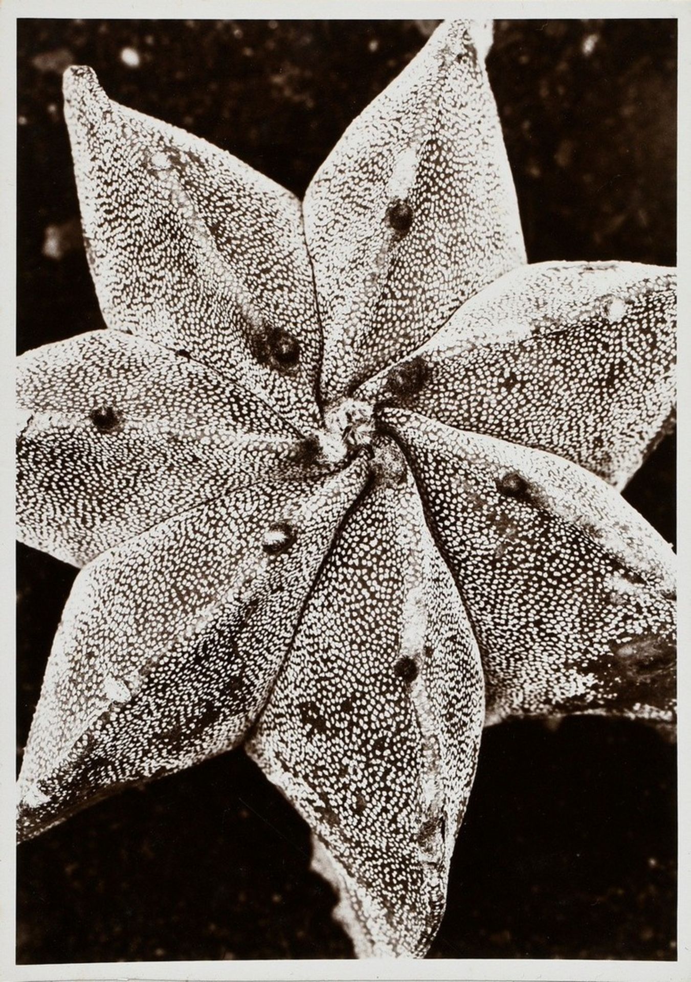 10 Renger-Patzsch, Albert (1897-1966) "Plant Studies", photographs mounted on cardboard, stamped on - Image 11 of 14