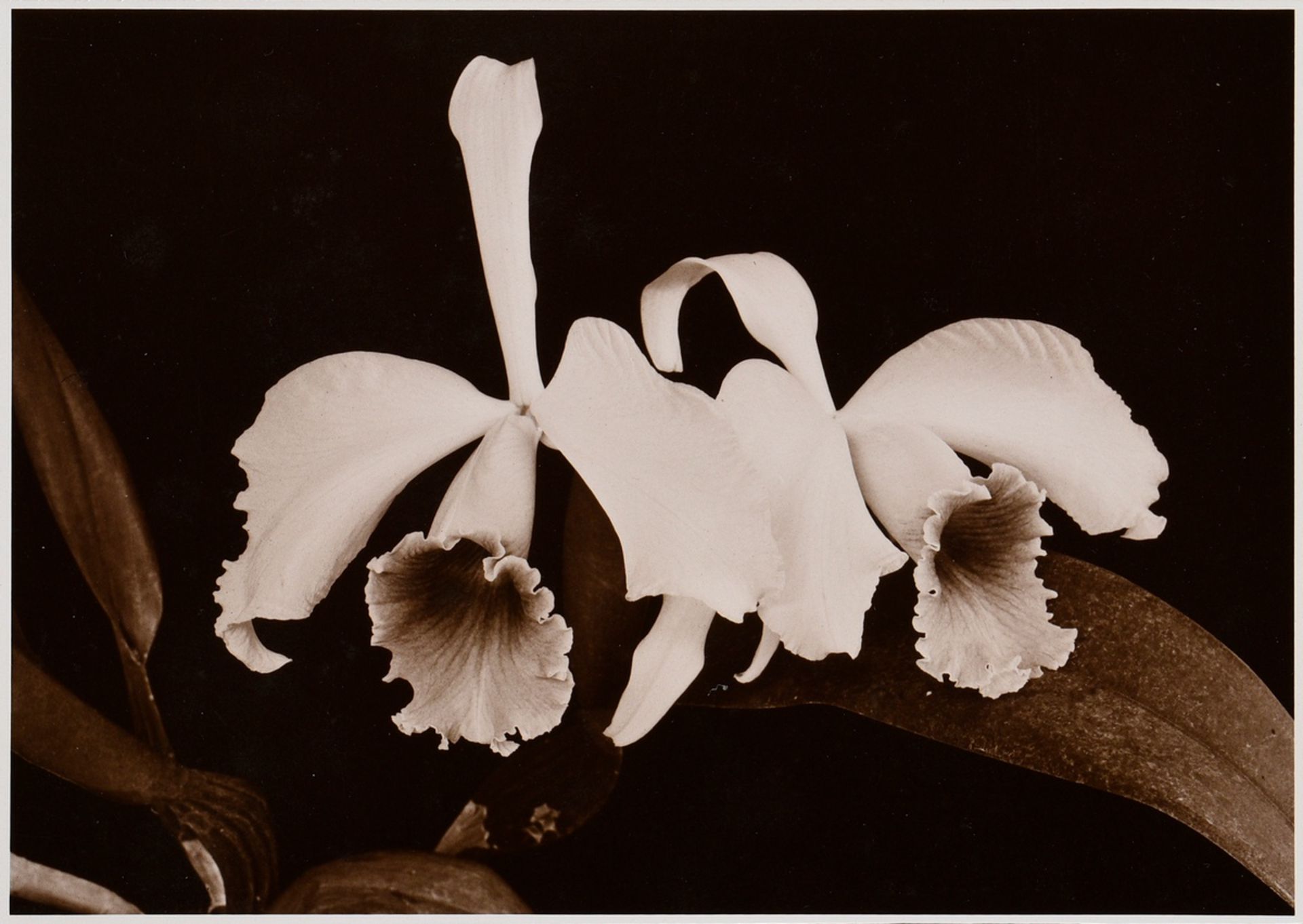 6 Koch, Fred (1904-1947) "Ice Crystals, Mushrooms, Animals", photographs mounted on cardboard, insc - Image 18 of 20