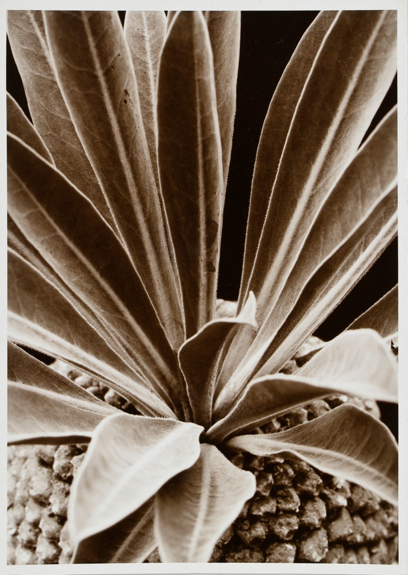 10 Renger-Patzsch, Albert (1897-1966) "Plant Studies", photographs mounted on cardboard, stamped on - Image 7 of 14