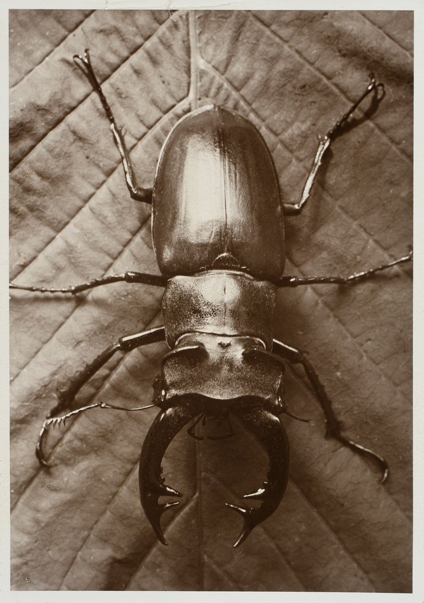 7 Renger-Patzsch, Albert (1897-1966) "Animals and Plants", photographs mounted on cardboard, verso  - Image 15 of 18