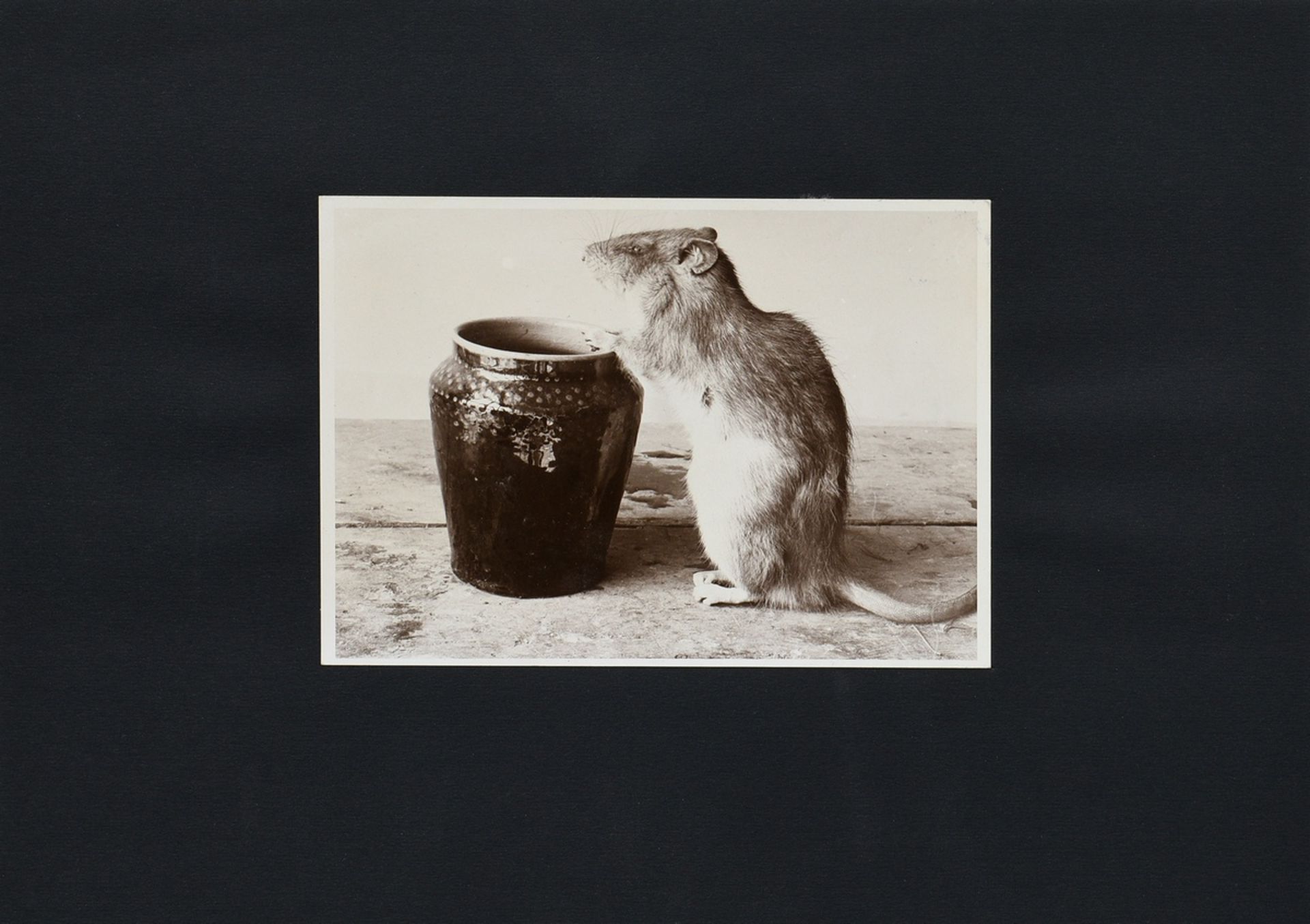 7 Renger-Patzsch, Albert (1897-1966) "Animals and Plants", photographs mounted on cardboard, verso 