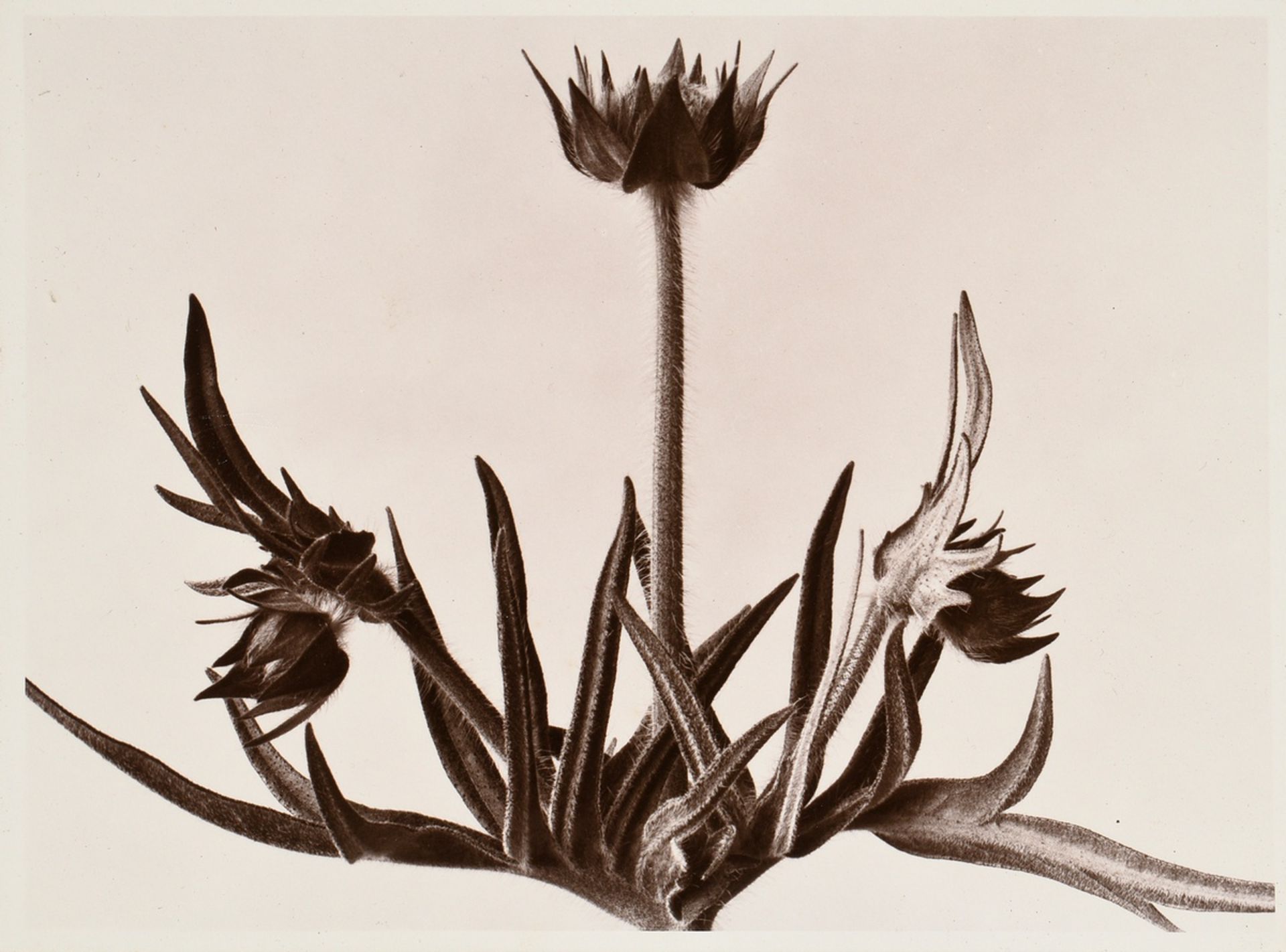 10 Renger-Patzsch, Albert (1897-1966) "Plant Studies", photographs mounted on cardboard, stamped on - Image 14 of 14