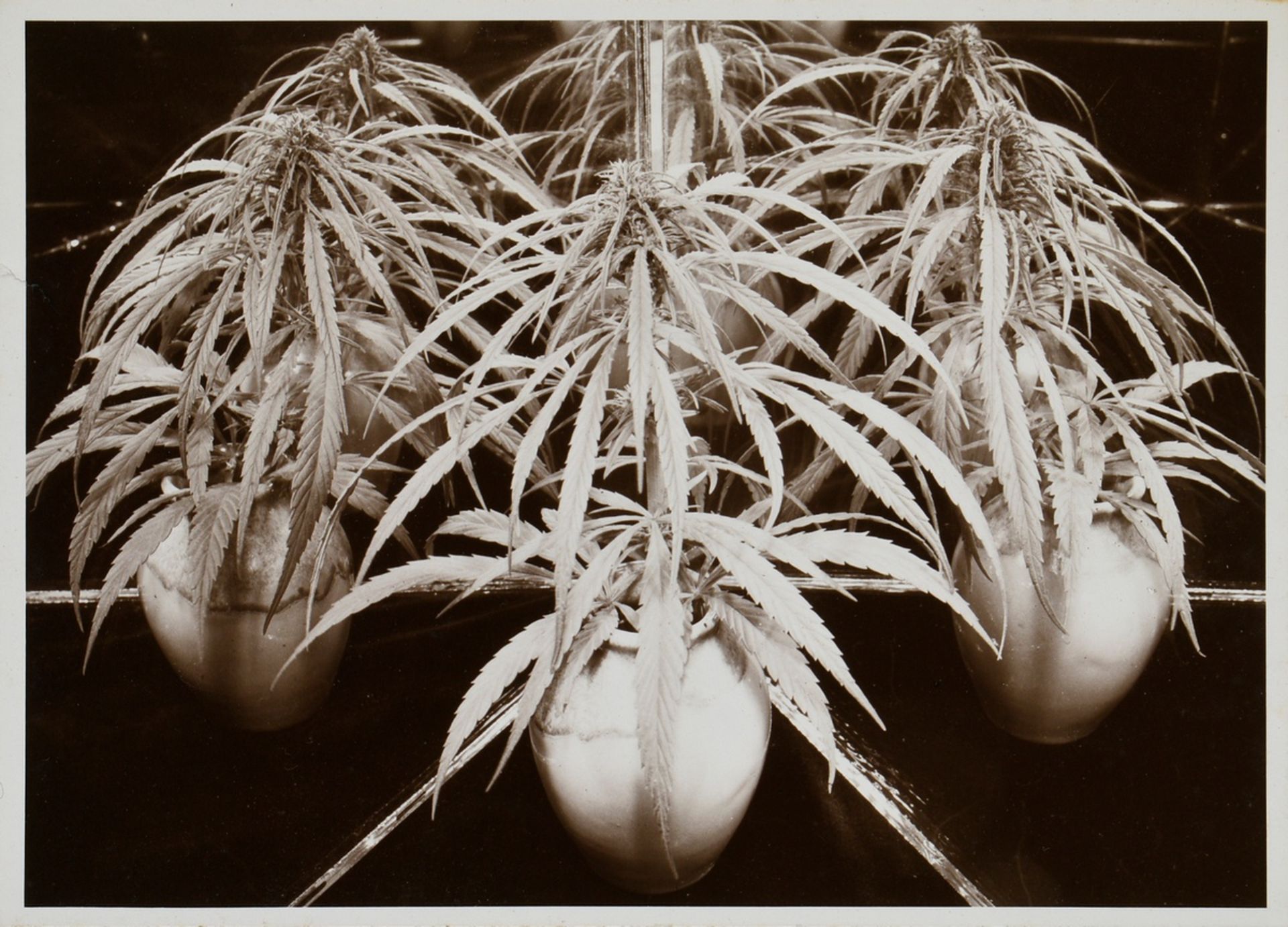 2 Koch, Fred (1904-1947) "Photographer" and "Hemp", photographs, 1x mounted on cardboard, stamped o - Image 5 of 5