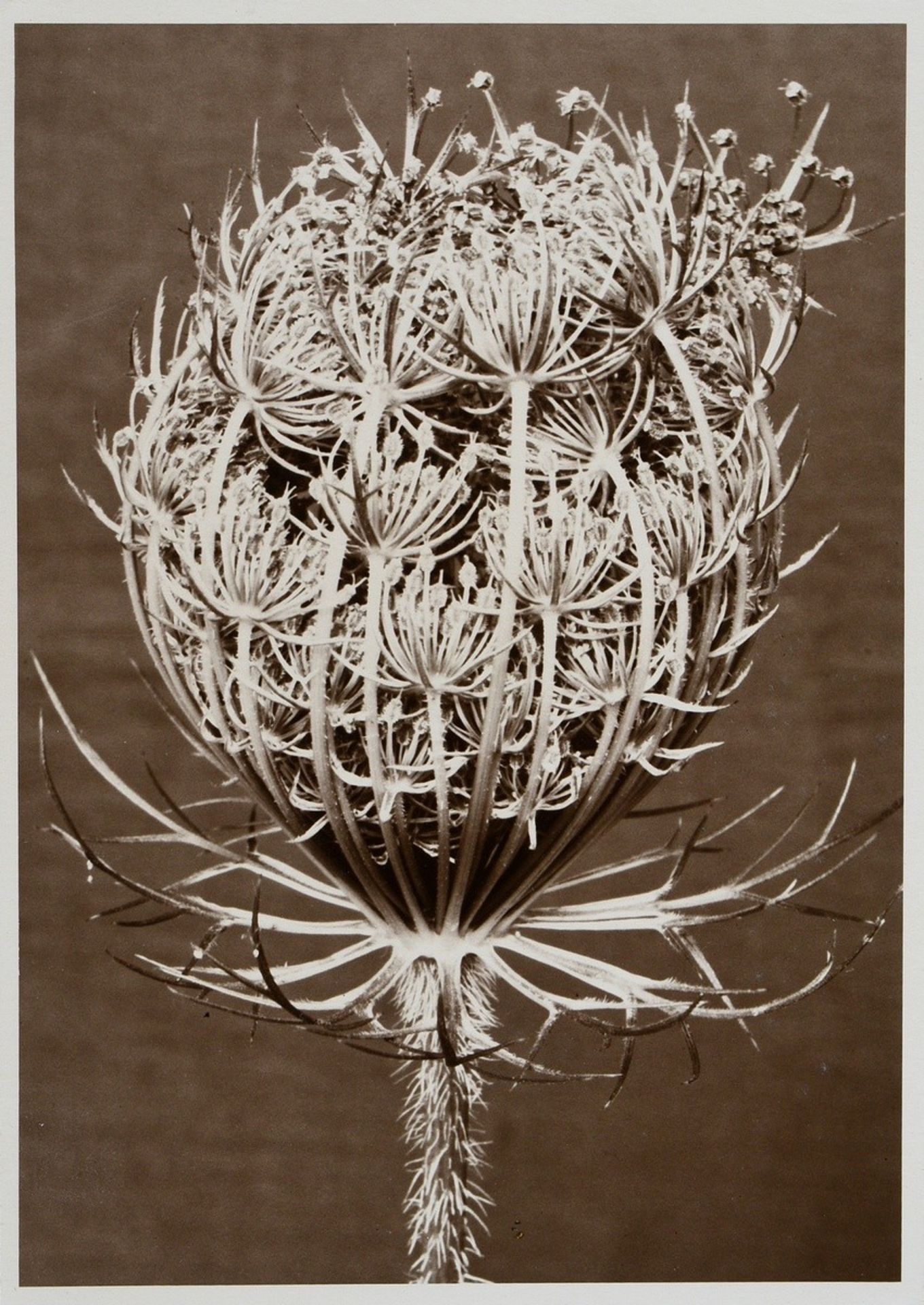 7 Renger-Patzsch, Albert (1897-1966) "Animals and Plants", photographs mounted on cardboard, verso  - Image 14 of 18