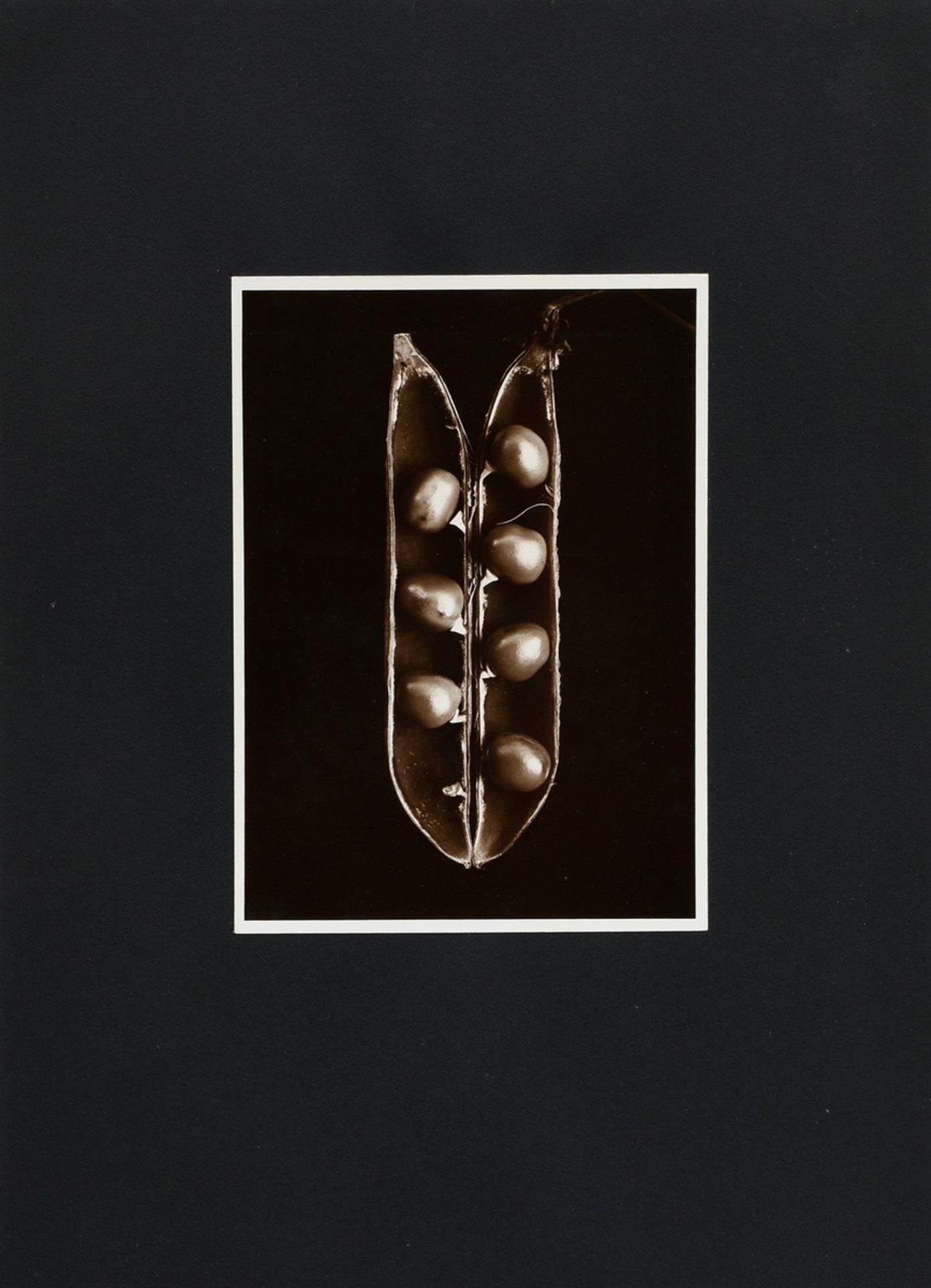 5 Koch, Fred (1904-1947) "Plants", photographs mounted on cardboard, inscr. and stamped on verso, 1 - Image 2 of 12