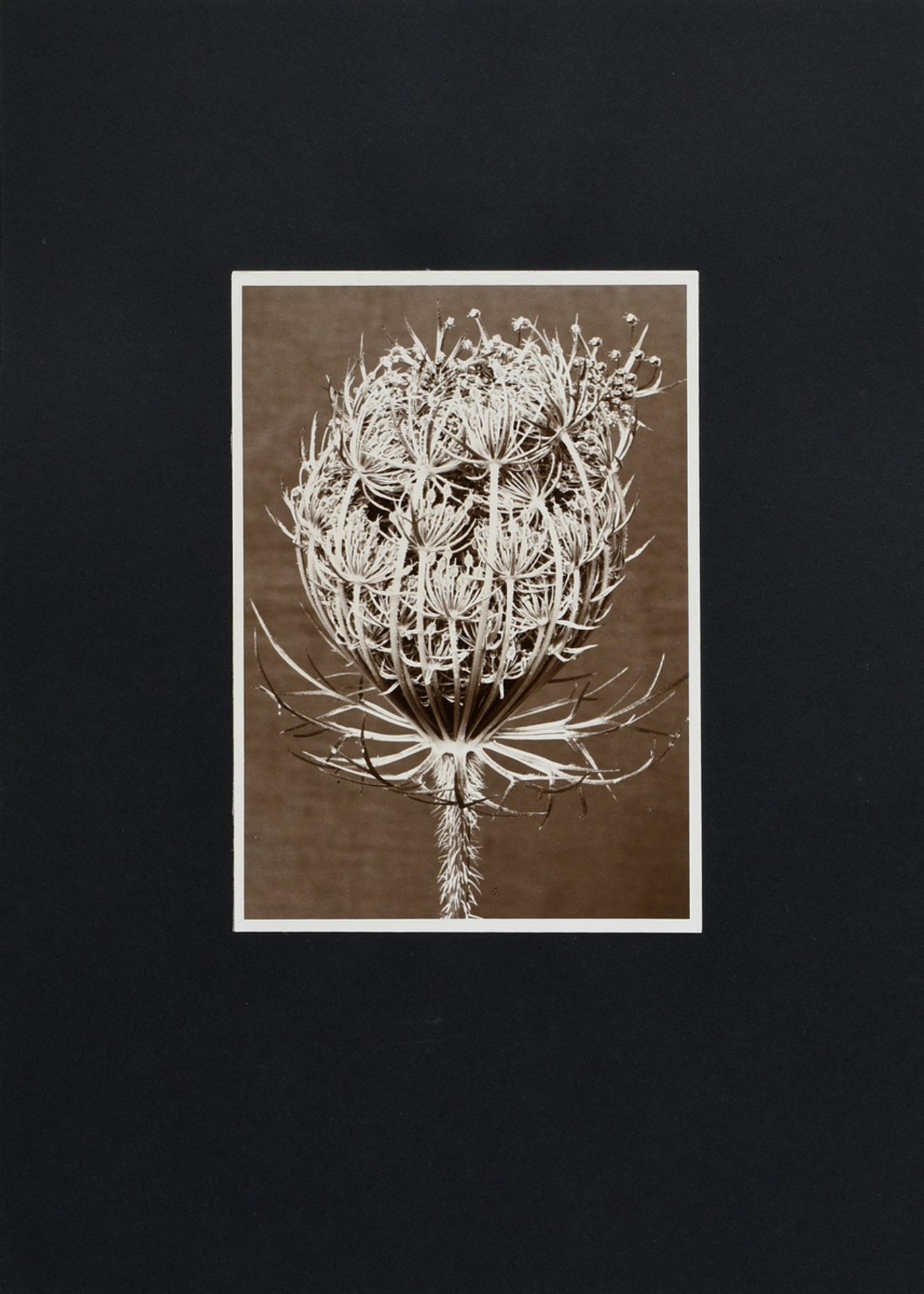 7 Renger-Patzsch, Albert (1897-1966) "Animals and Plants", photographs mounted on cardboard, verso  - Image 3 of 18