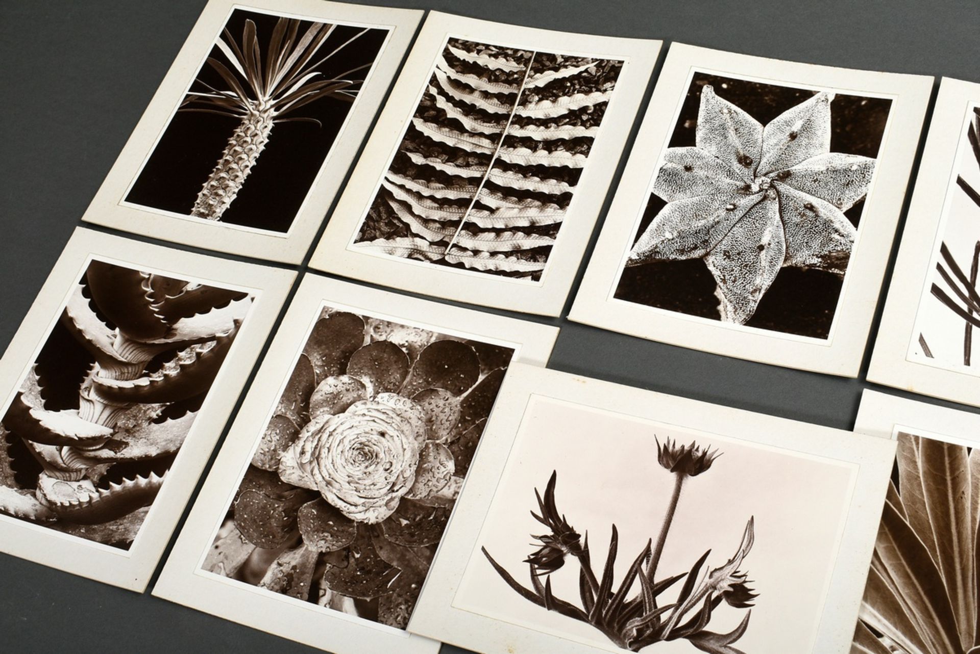10 Renger-Patzsch, Albert (1897-1966) "Plant Studies", photographs mounted on cardboard, stamped on - Image 3 of 14