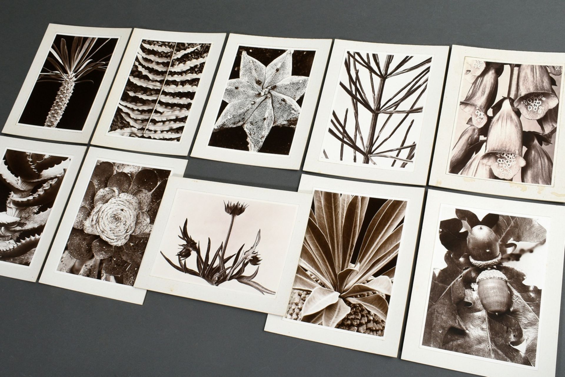 10 Renger-Patzsch, Albert (1897-1966) "Plant Studies", photographs mounted on cardboard, stamped on