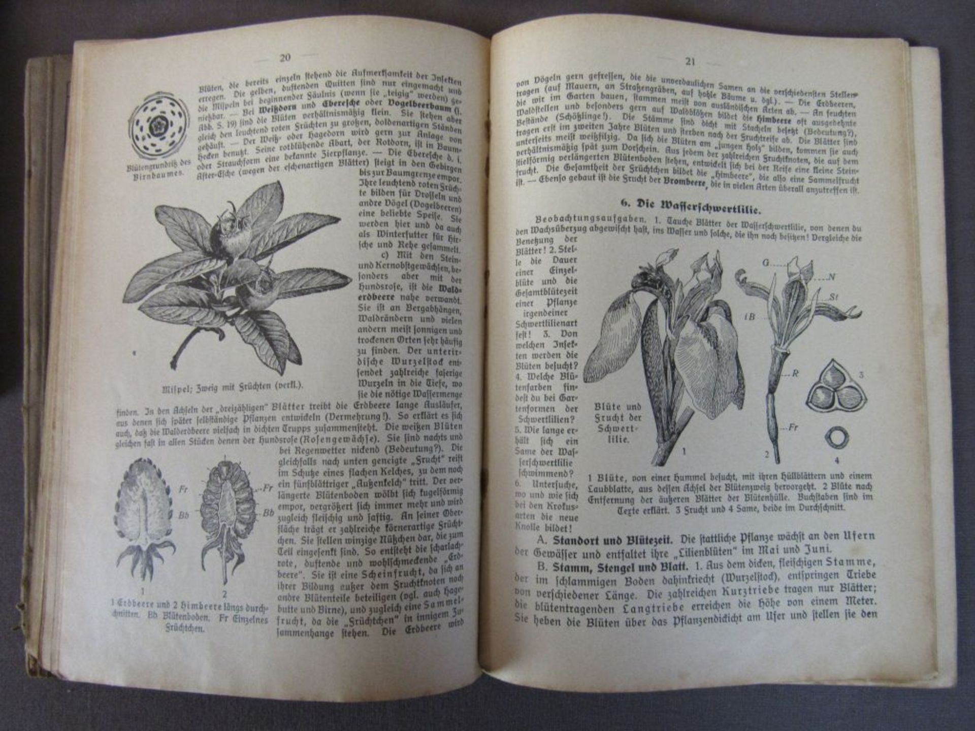 Konvolut antike Bücher Flora und - Image 4 of 10