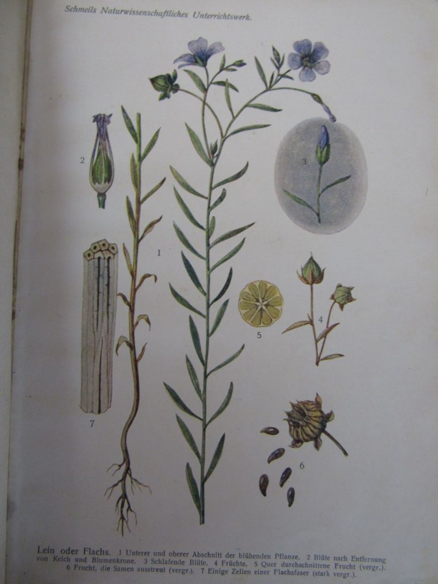 Konvolut antike Bücher Flora und - Image 3 of 10