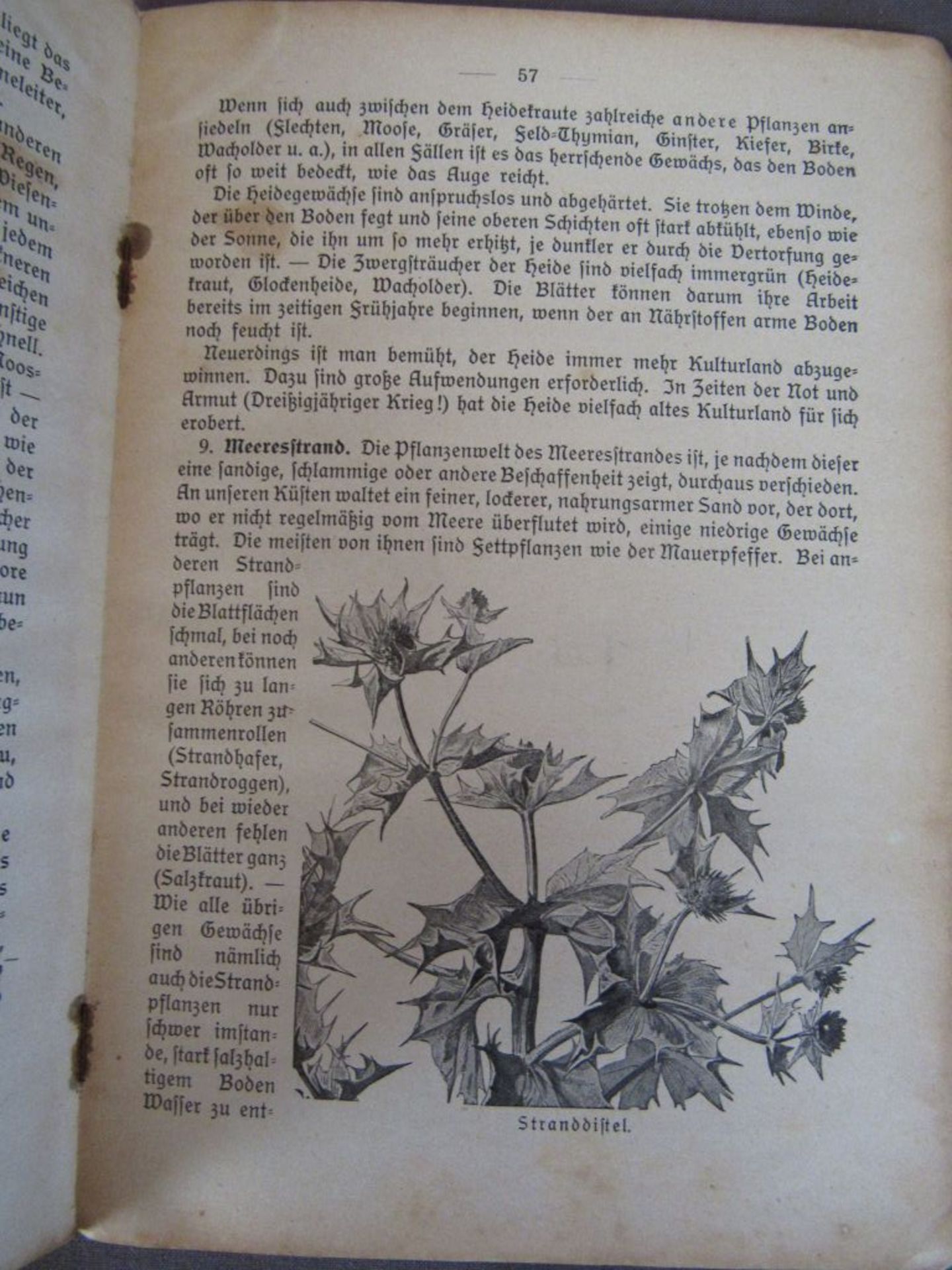 Konvolut antike Bücher Flora und - Image 7 of 10