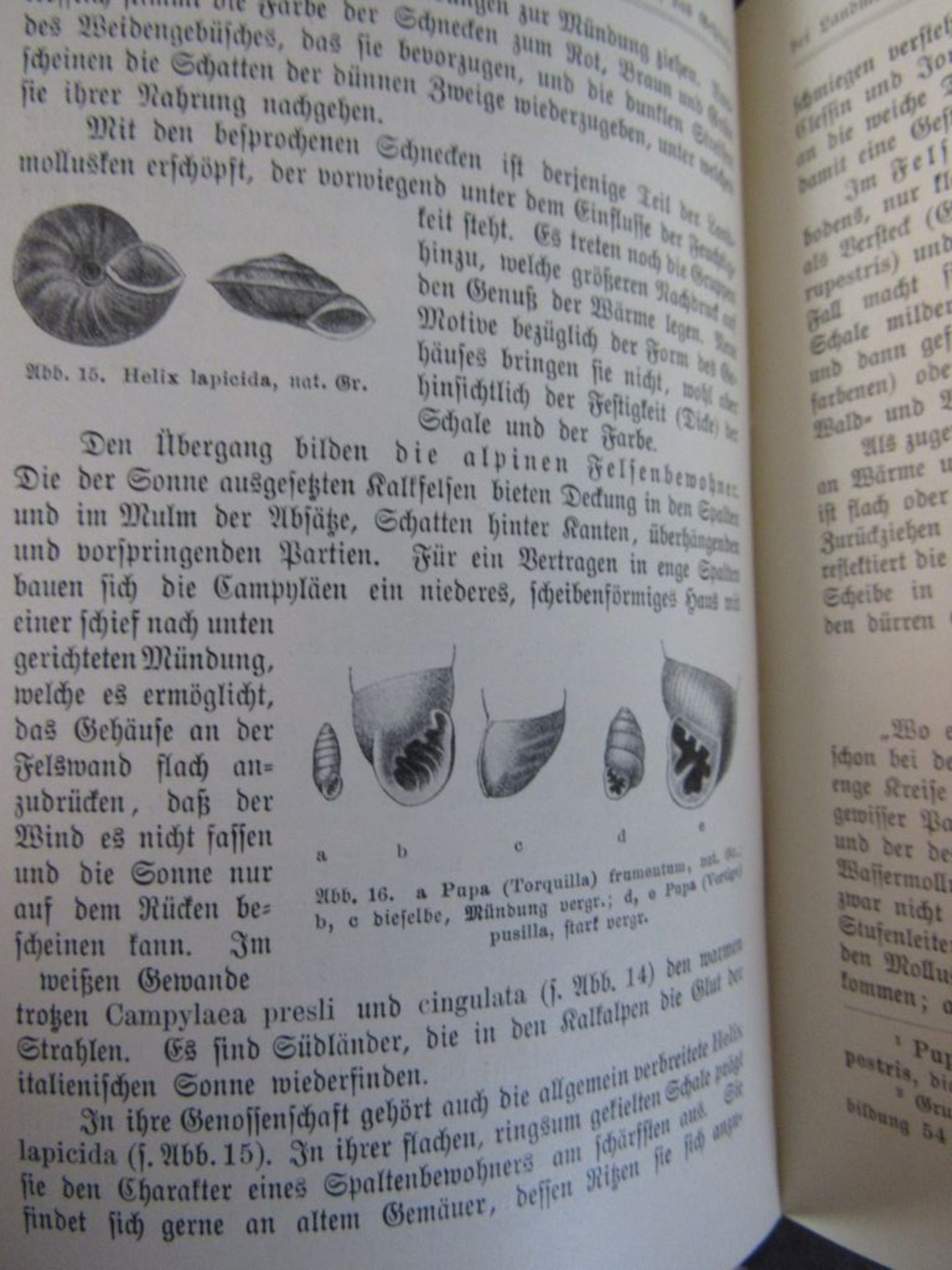 Konvolut antike Bücher Flora und - Image 5 of 10
