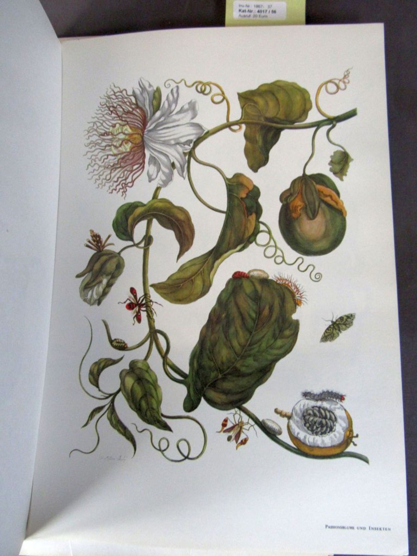 Buch Maria Sibylla Merian - Bild 6 aus 7