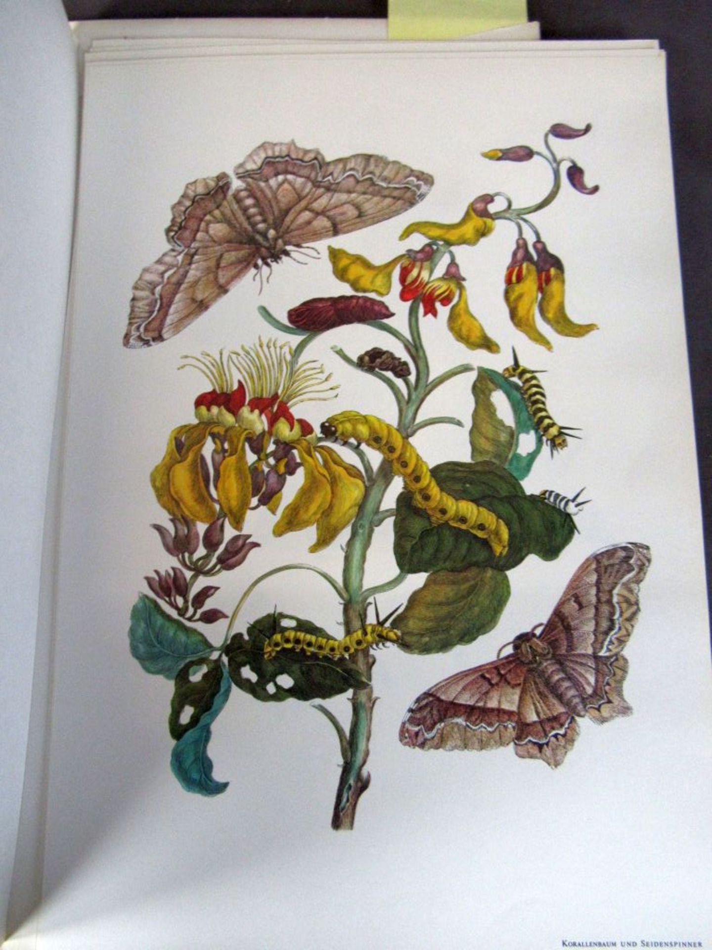 Buch Maria Sibylla Merian - Bild 5 aus 7