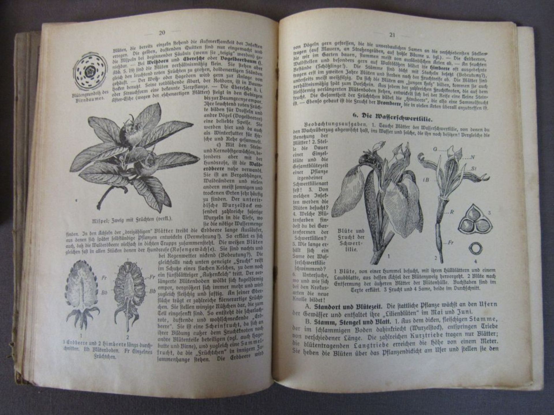 Konvolut antike Bücher Flora und - Bild 4 aus 10