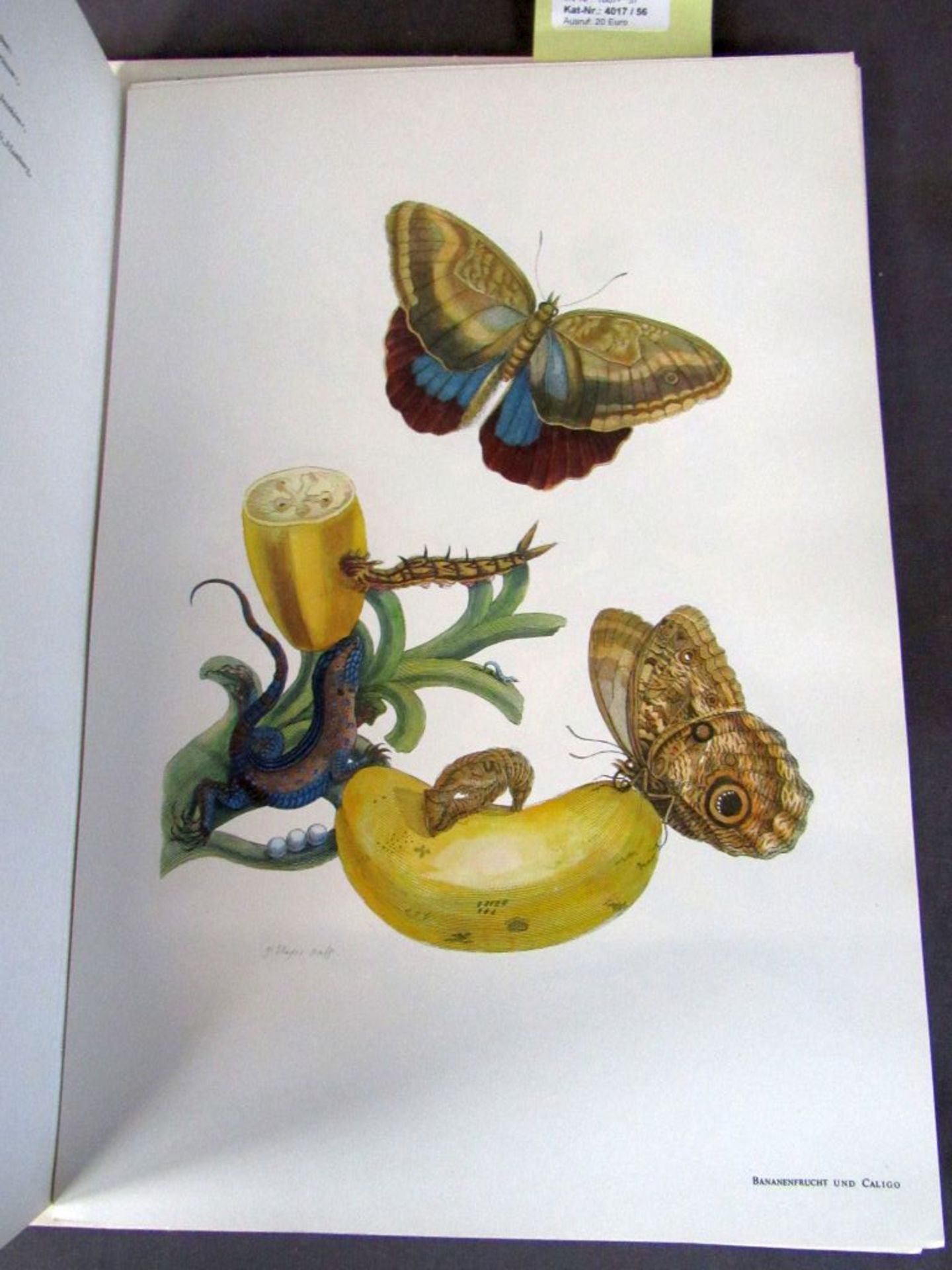 Buch Maria Sibylla Merian - Bild 2 aus 7