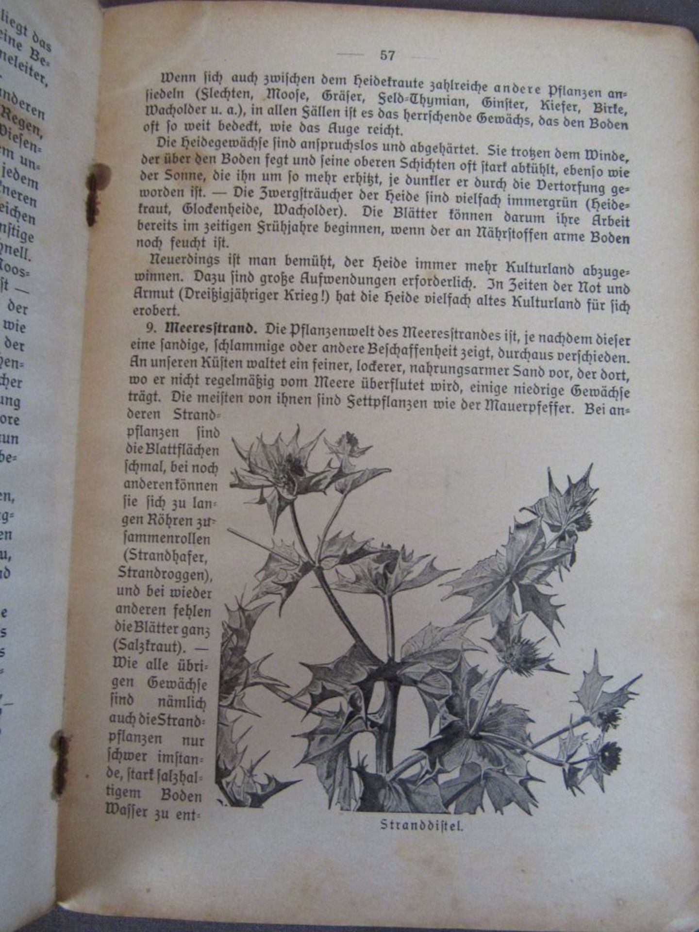 Konvolut antike Bücher Flora und - Bild 7 aus 10