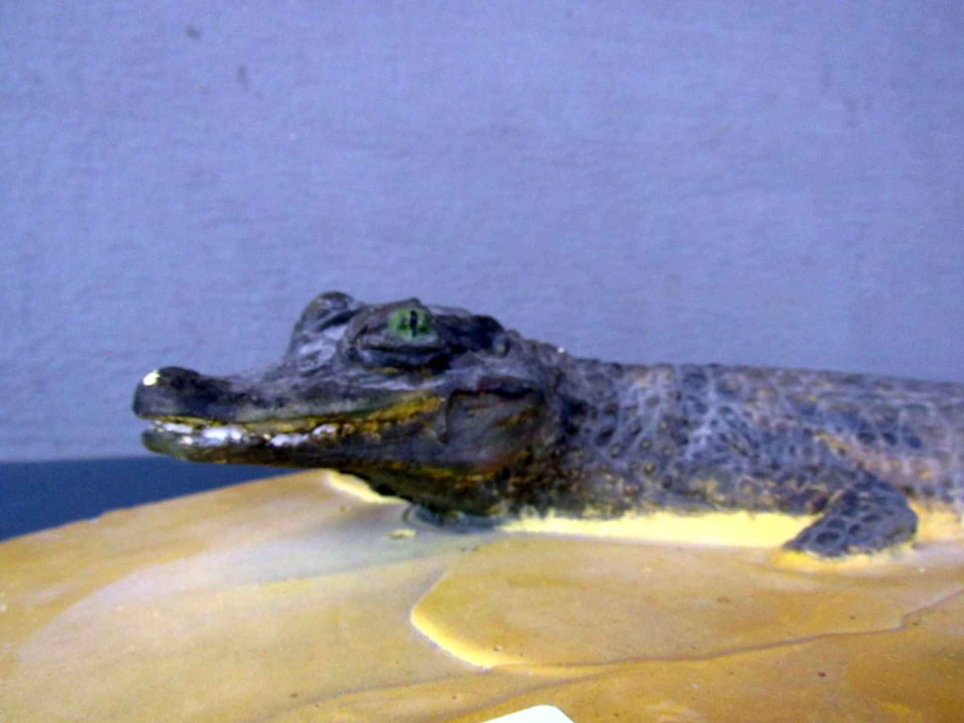 Wandapplikation Krokodil Keramik - Bild 5 aus 7