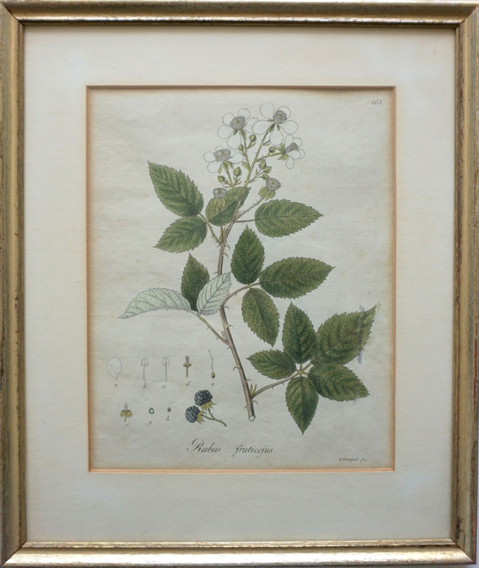 3 botanische, handkolorierte Stahl-/Kupferstiche, 18./19. Jh. - Image 4 of 5