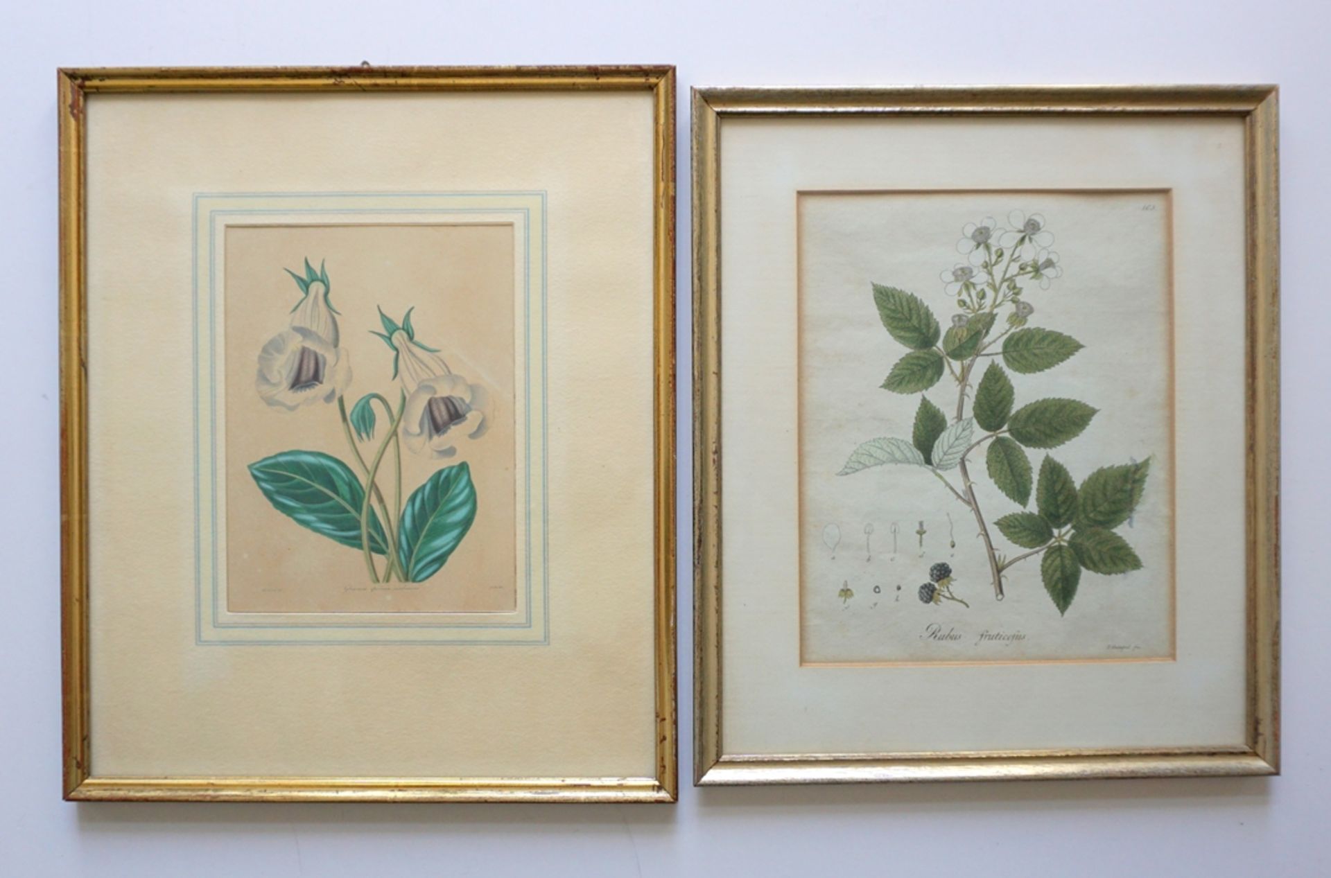 3 botanische, handkolorierte Stahl-/Kupferstiche, 18./19. Jh. - Image 2 of 5