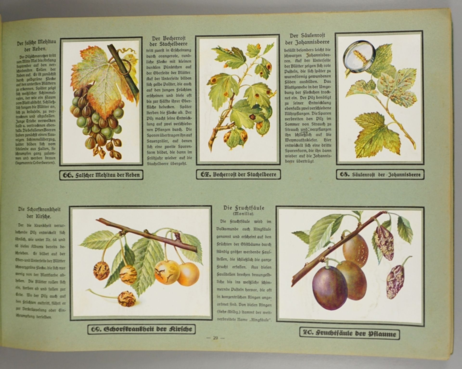 "Unsere Gartenschädlinge", F.Schacht G.m.b.H., Pflanzenschutzmittelfabrik, Braunschweig - Bild 4 aus 4