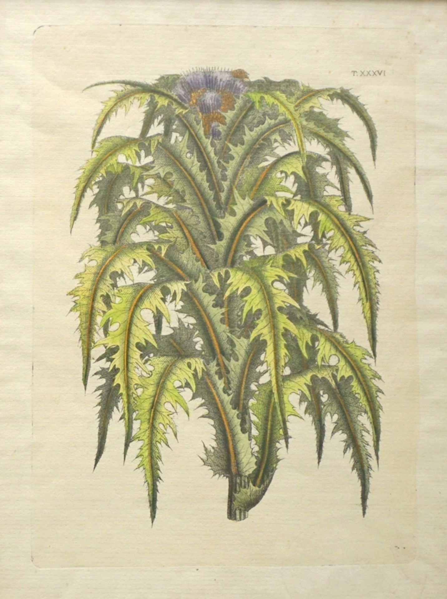 Carlo Allioni (1728, Turin/IT - 1804, ebd.), 2 handkolorierte Kupferstichtafeln aus "Flora Pedemont - Image 2 of 3