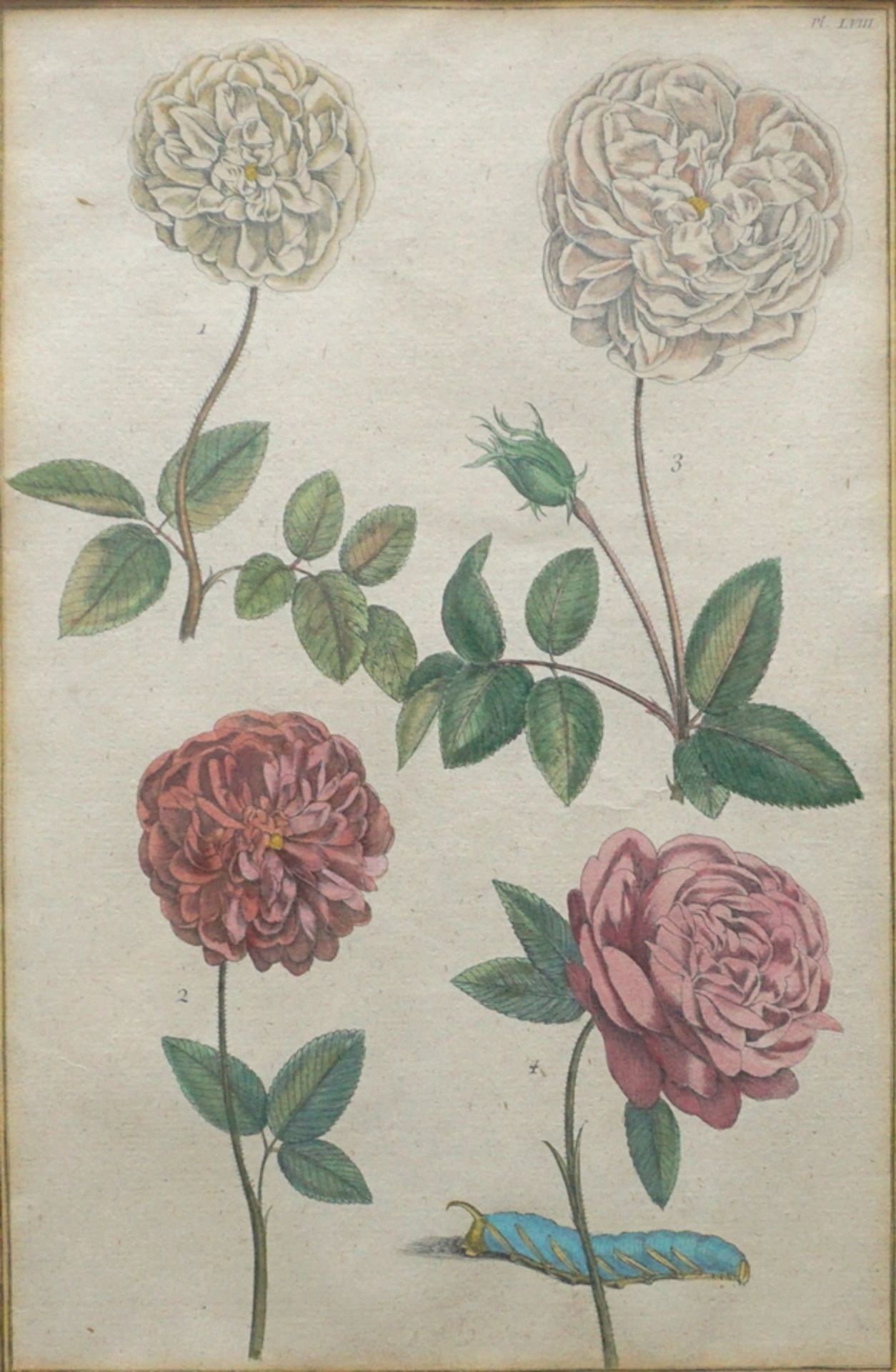 3 botanische, handkolorierte Stahl-/Kupferstiche, 18./19. Jh.