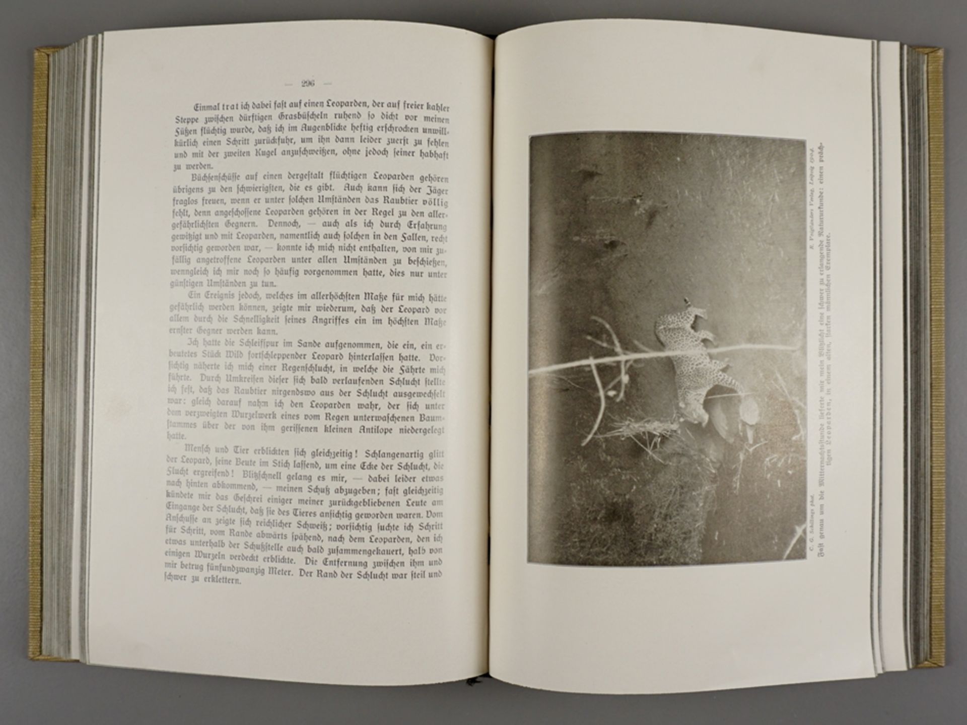Mit Blitzlicht und Büchse, Carl Georg Schillings, 1905 - Bild 2 aus 4