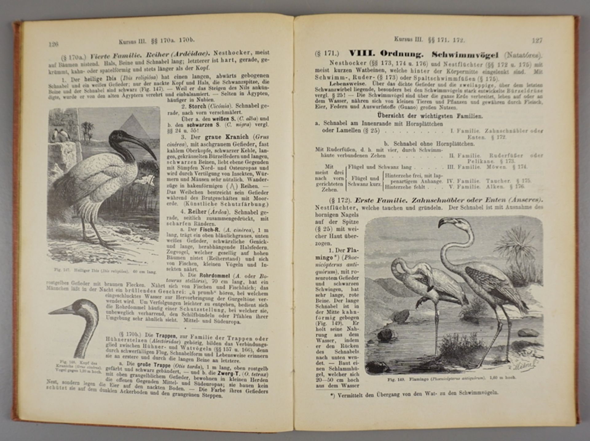 Leitfaden der Botanik, 1908 und Leitfaden der Zoologie, 1906 - Image 7 of 8