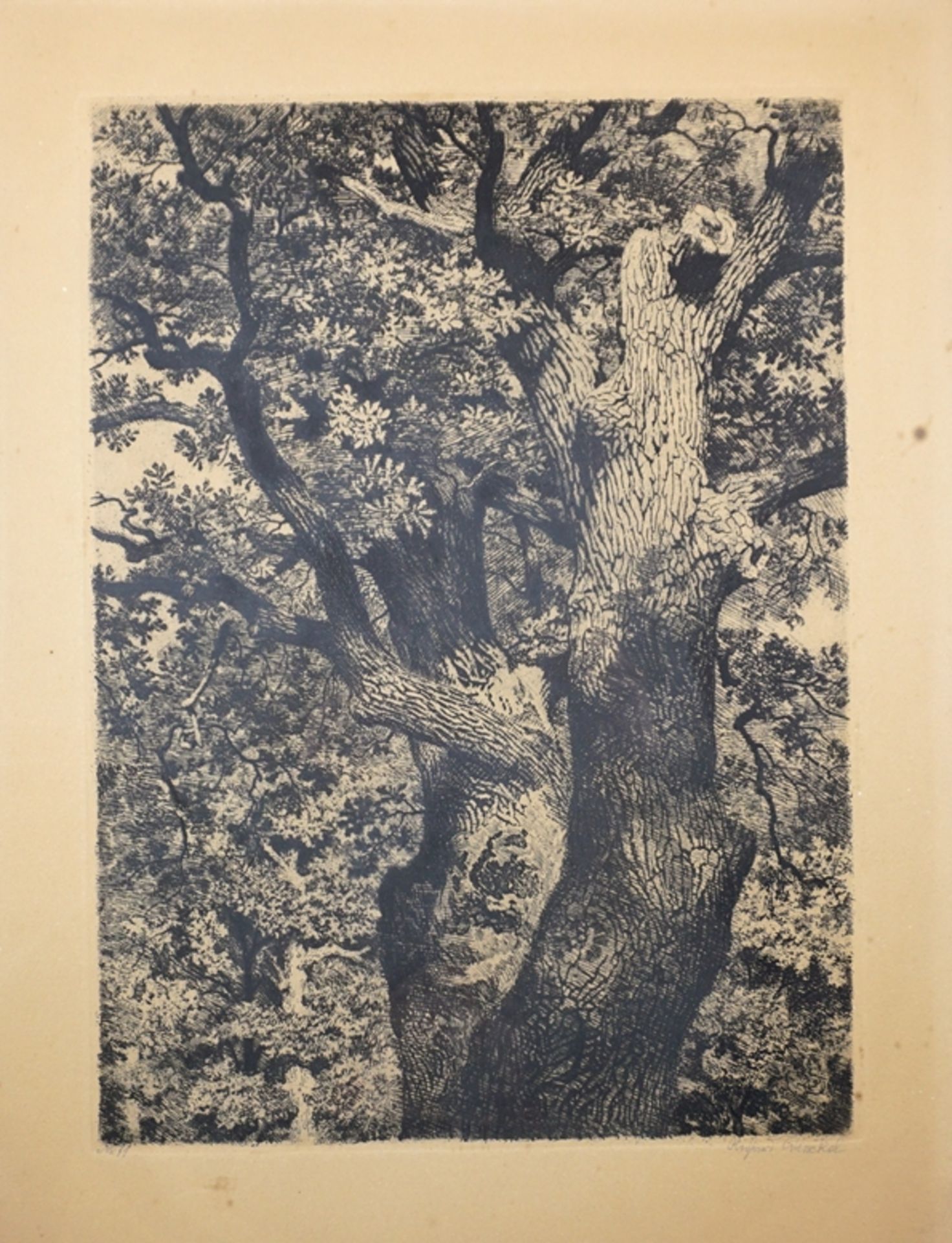 Richard Winckel (1870, Berleburg - 1941, Magdeburg), "Kastanienbaum", ca. 1930, Radierung