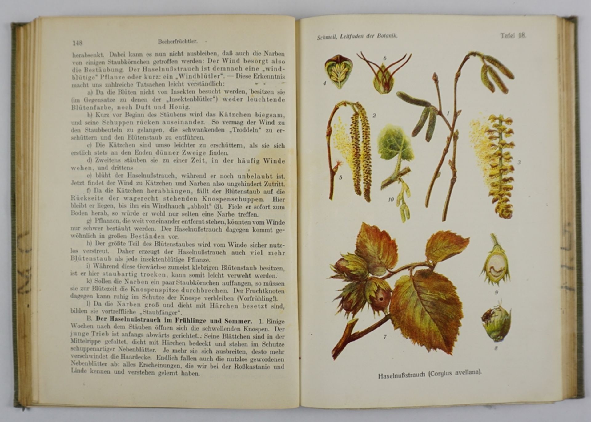 Leitfaden der Botanik, 1908 und Leitfaden der Zoologie, 1906 - Bild 4 aus 8