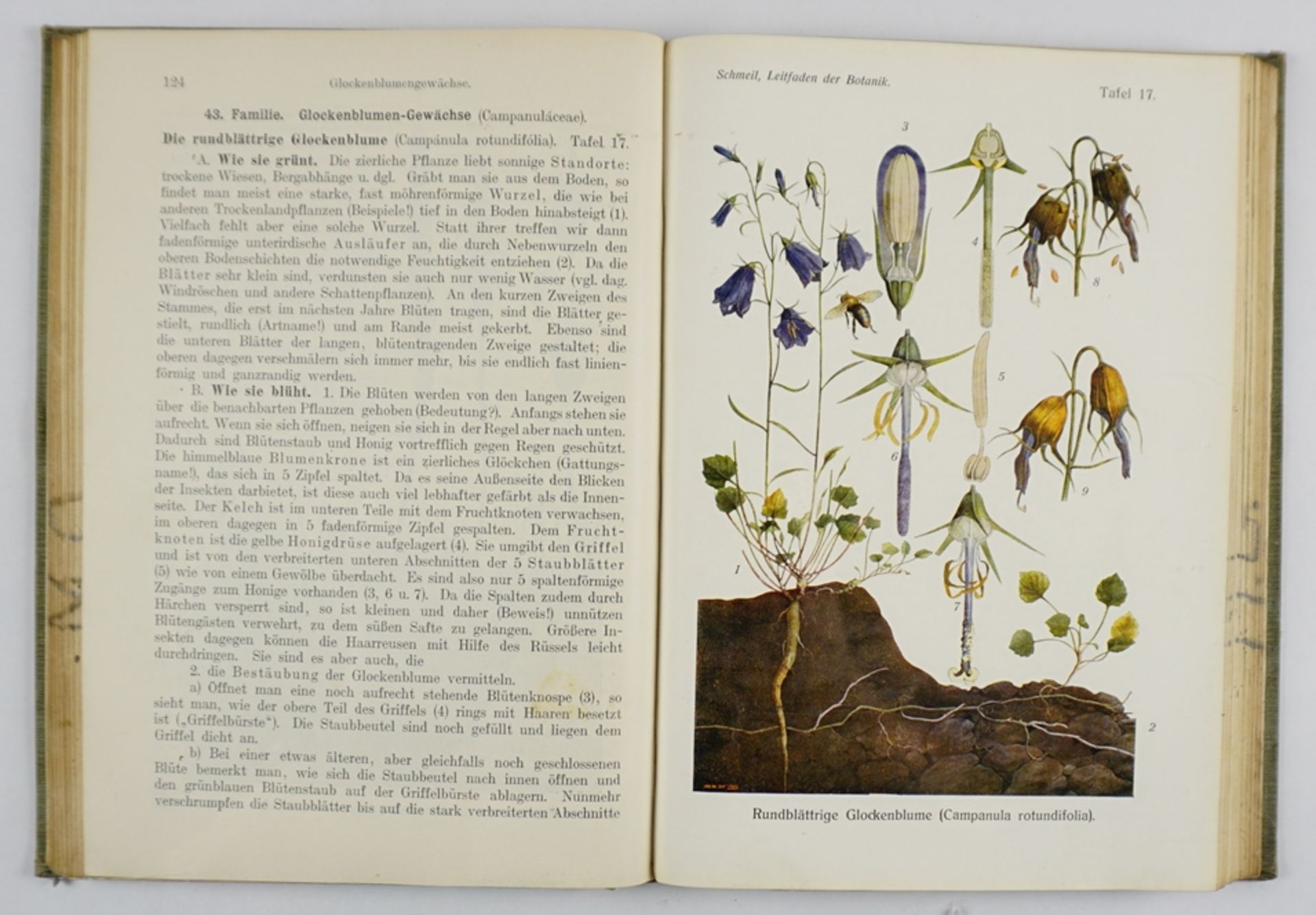 Leitfaden der Botanik, 1908 und Leitfaden der Zoologie, 1906 - Image 5 of 8