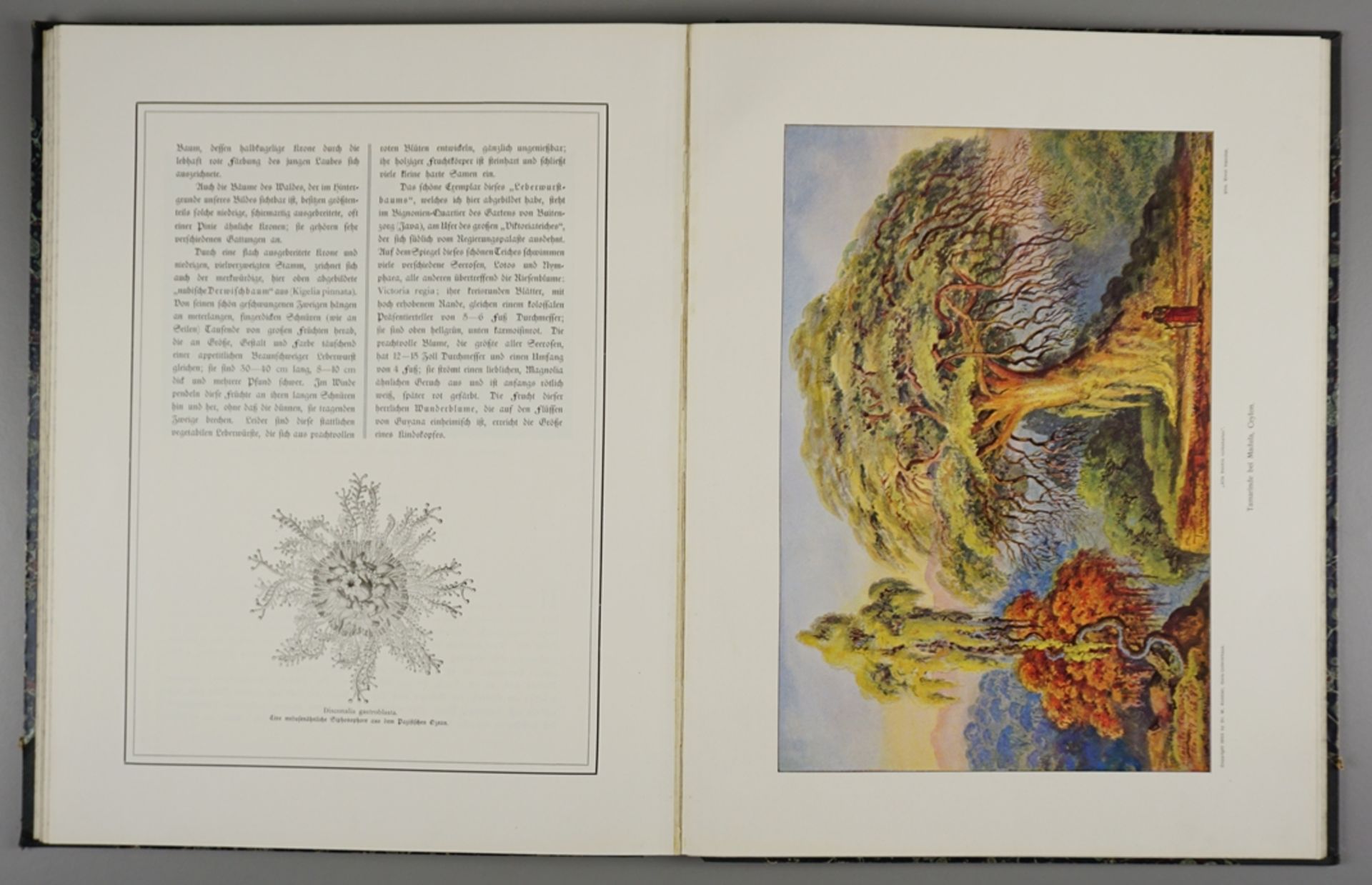Ernst Haeckels Wanderbilder, Erste und zweite Serie, nach eigenen Aquarellen und Ölgemälden, 1905 - Bild 2 aus 3