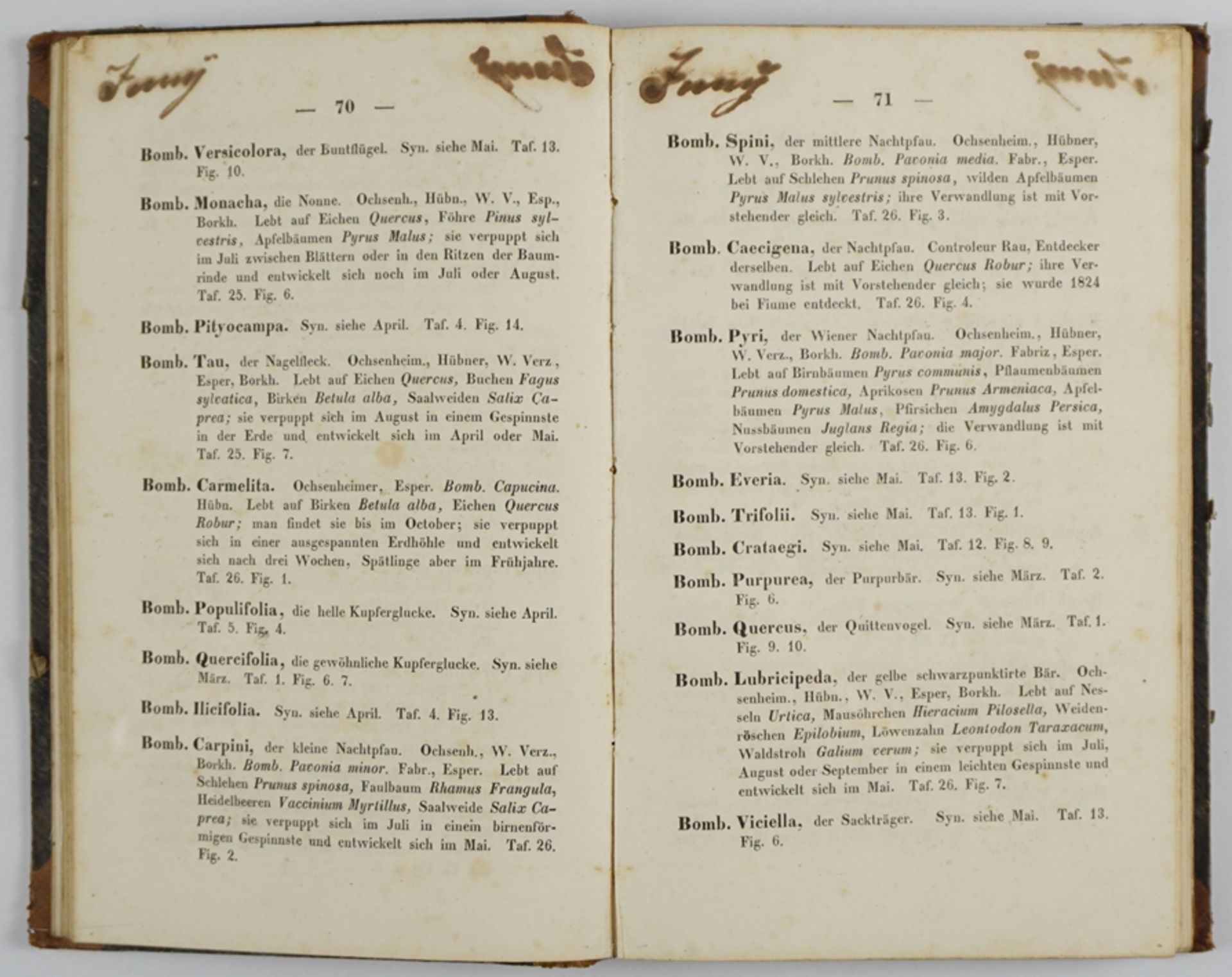 Chronologischer Raupenkalender, Christian Friedrich Vogel, 1852 - Bild 2 aus 4
