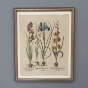 BESLER, Basilius: Iris bulbosa