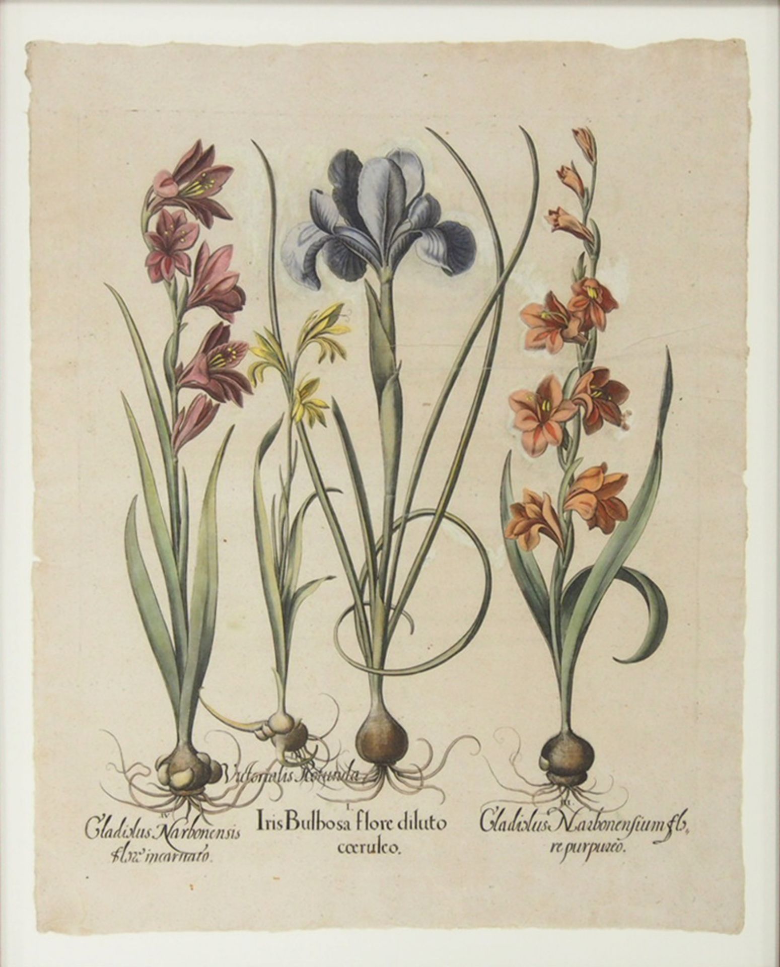BESLER, Basilius: Iris bulbosa - Bild 2 aus 2