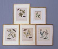 Konvolut Graphik "Pflanzendarstellungen" 18. / 19. Jahrhundert
