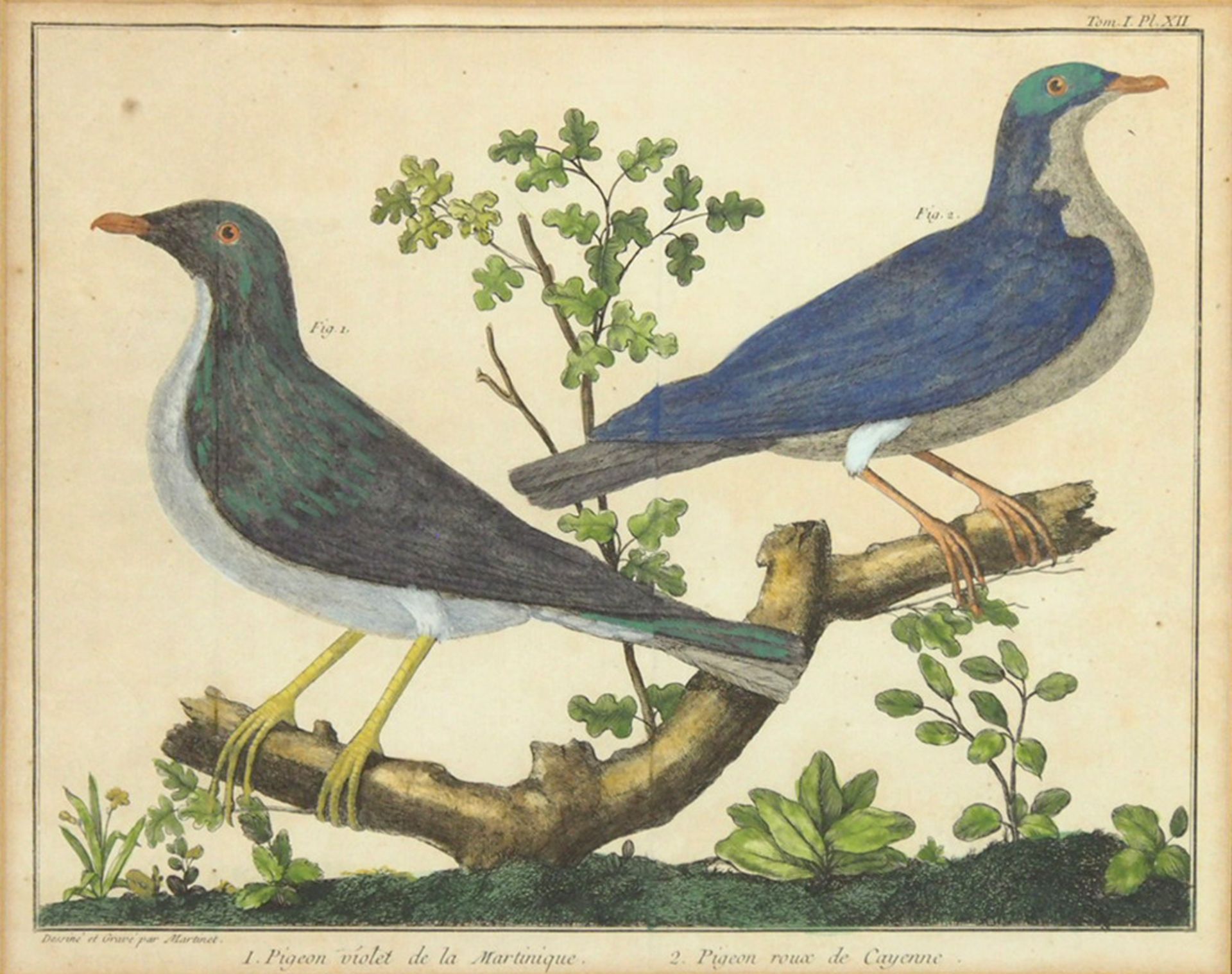 MARTINET, Francois Nicolas: Exotische Vogeldarstellungen - Bild 2 aus 2