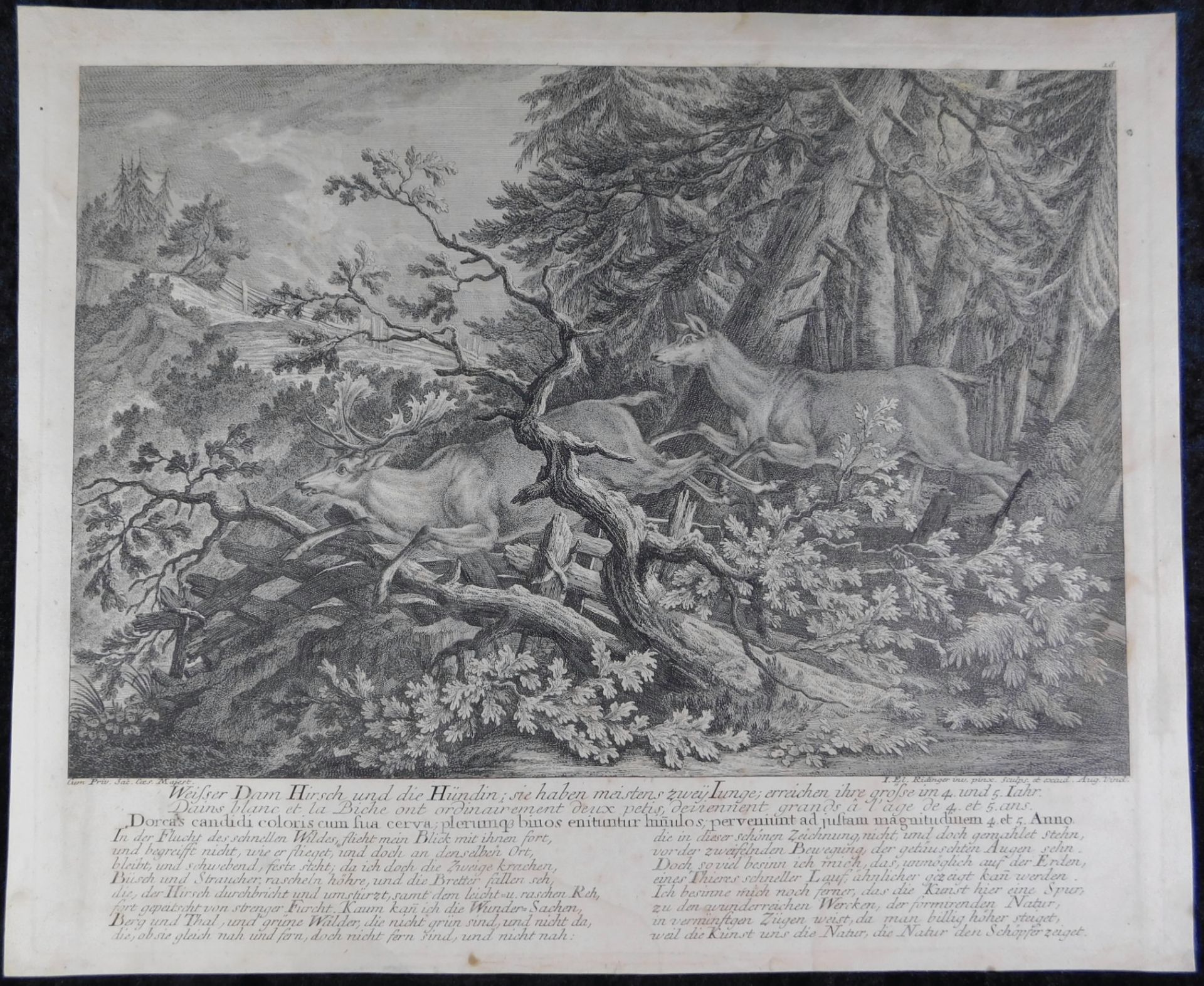 Johann Elias Ridinger (*1698-1767), orig. Kupferstich, um 1736 "Weißer Dam Hirsch u. die Hündin", 37