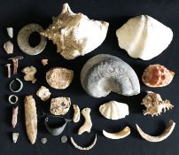 Konvolut Muscheln und archäologische Funde, darunter eine versteinerte Schnecke, 17 x 12 cm;