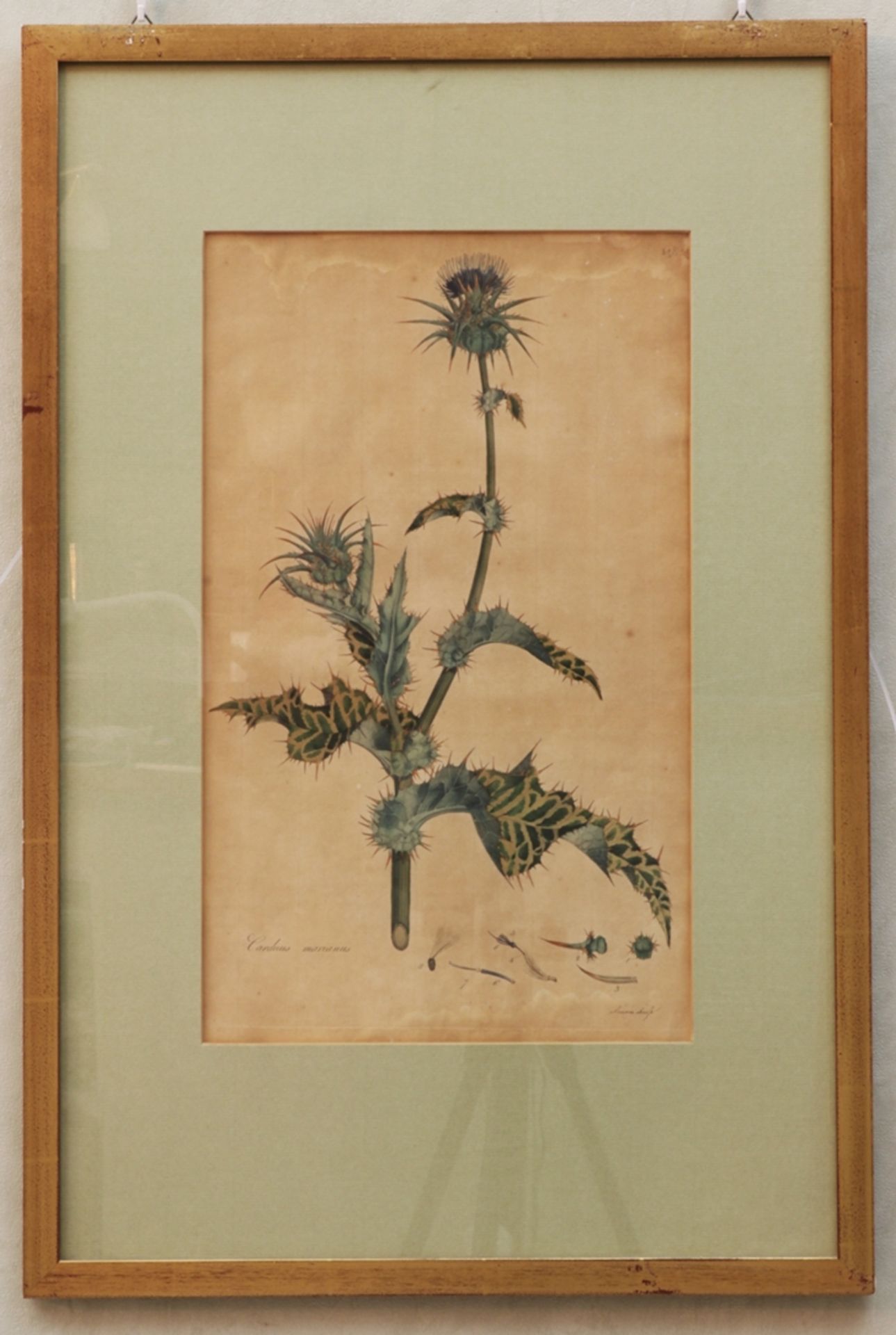 Kolorierter Kupferstich, Darstellungen Blumen Studie, Diestel 18.Jh., Deutsch