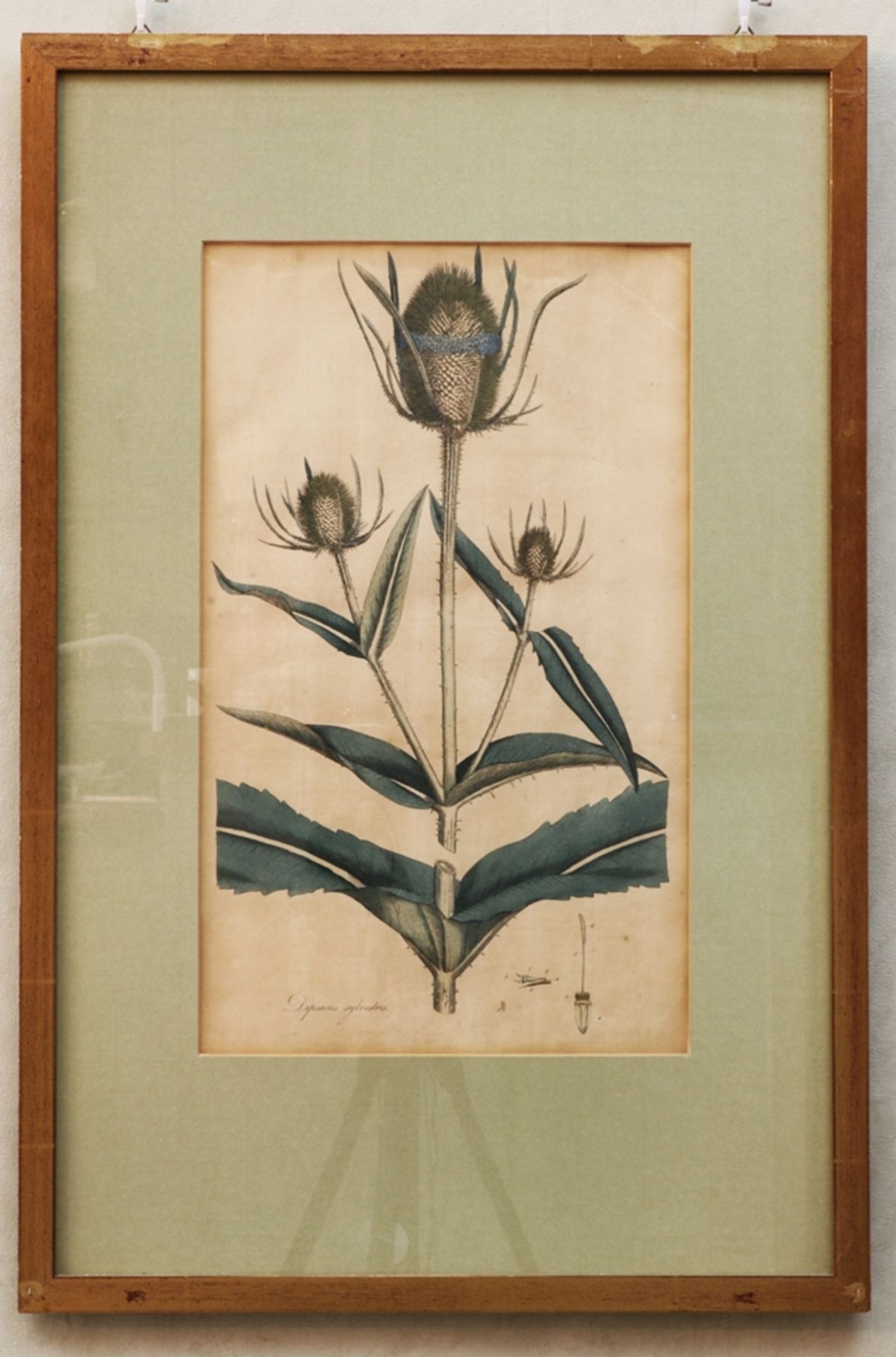 Kolorierter Kupferstich, Darstellungen Blumen Studie, Distel 18.Jh., Deutsch