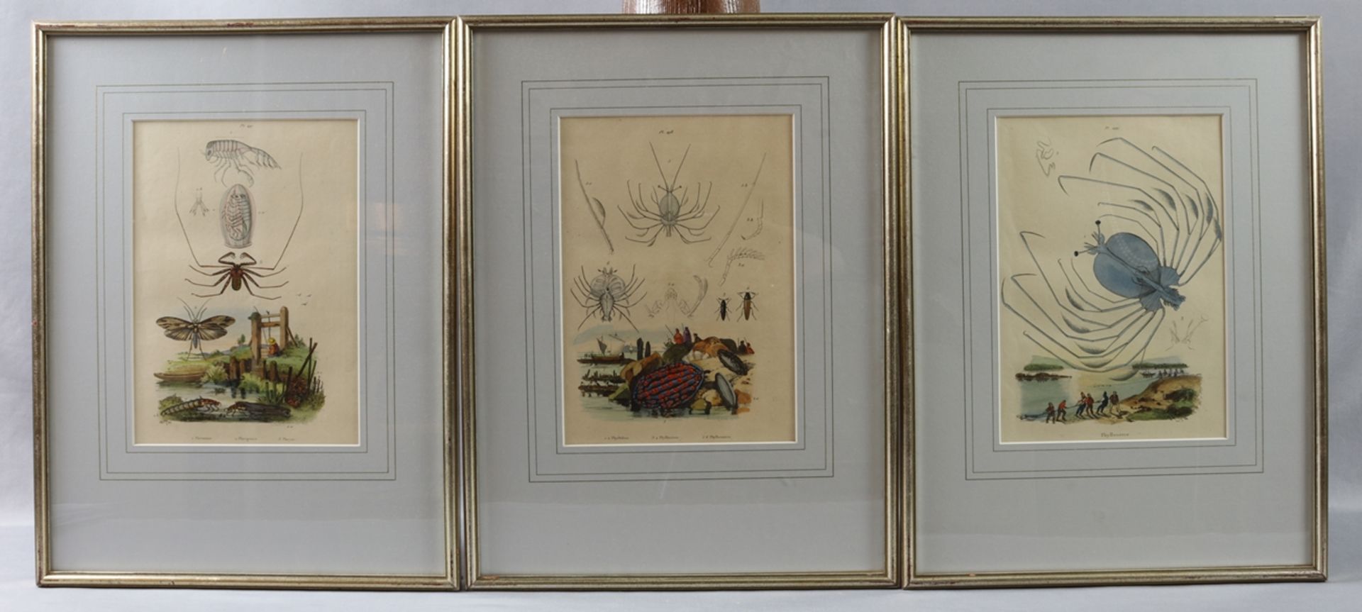 Kupferstiche, Ansichten von Spinnen, 19.Jh. Deutsch