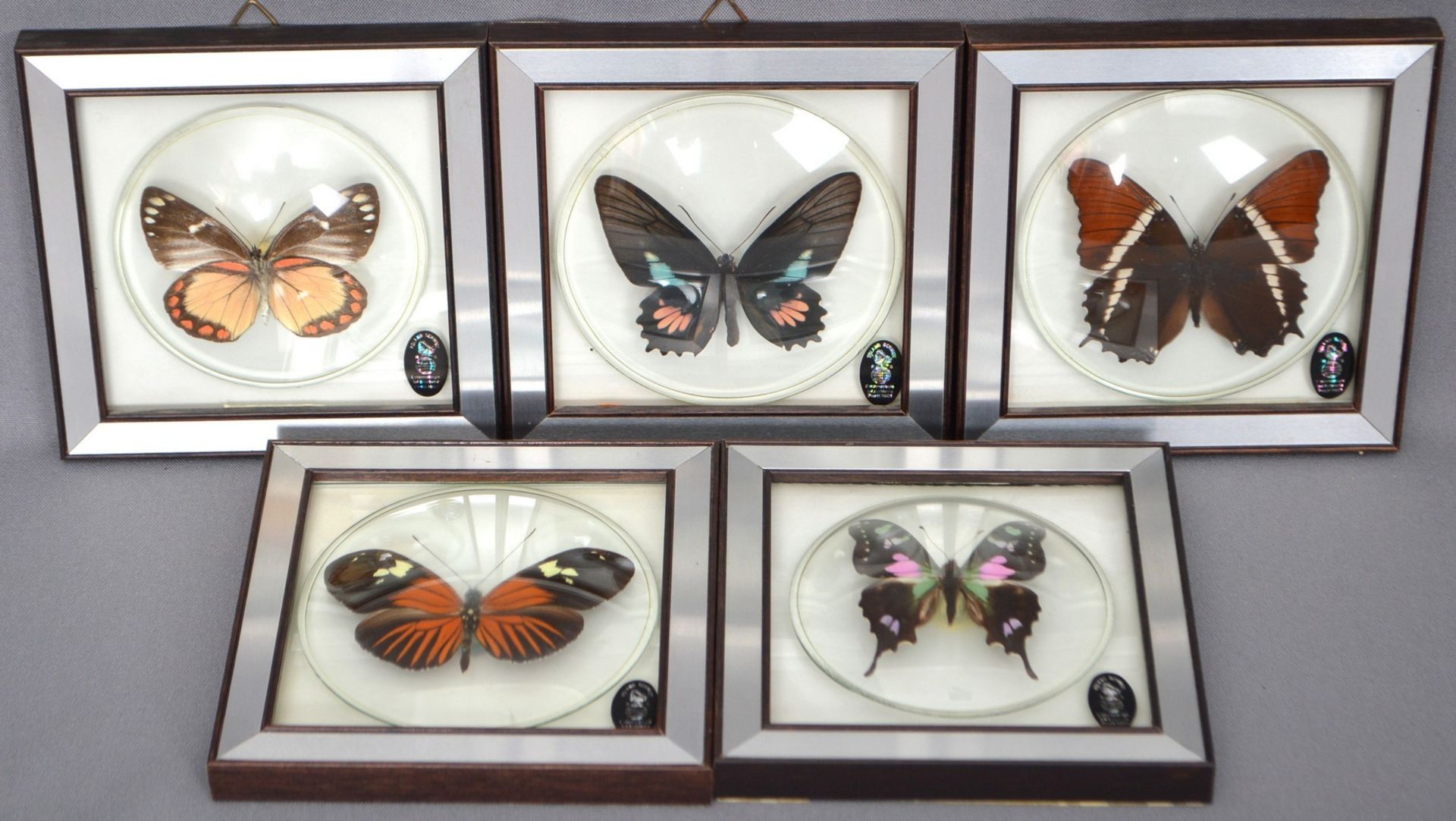 Fünf Schmetterlinge