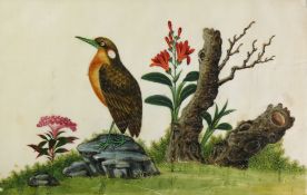 Vogelbuch (China, vor 1840, Qianlong-Daogung)
